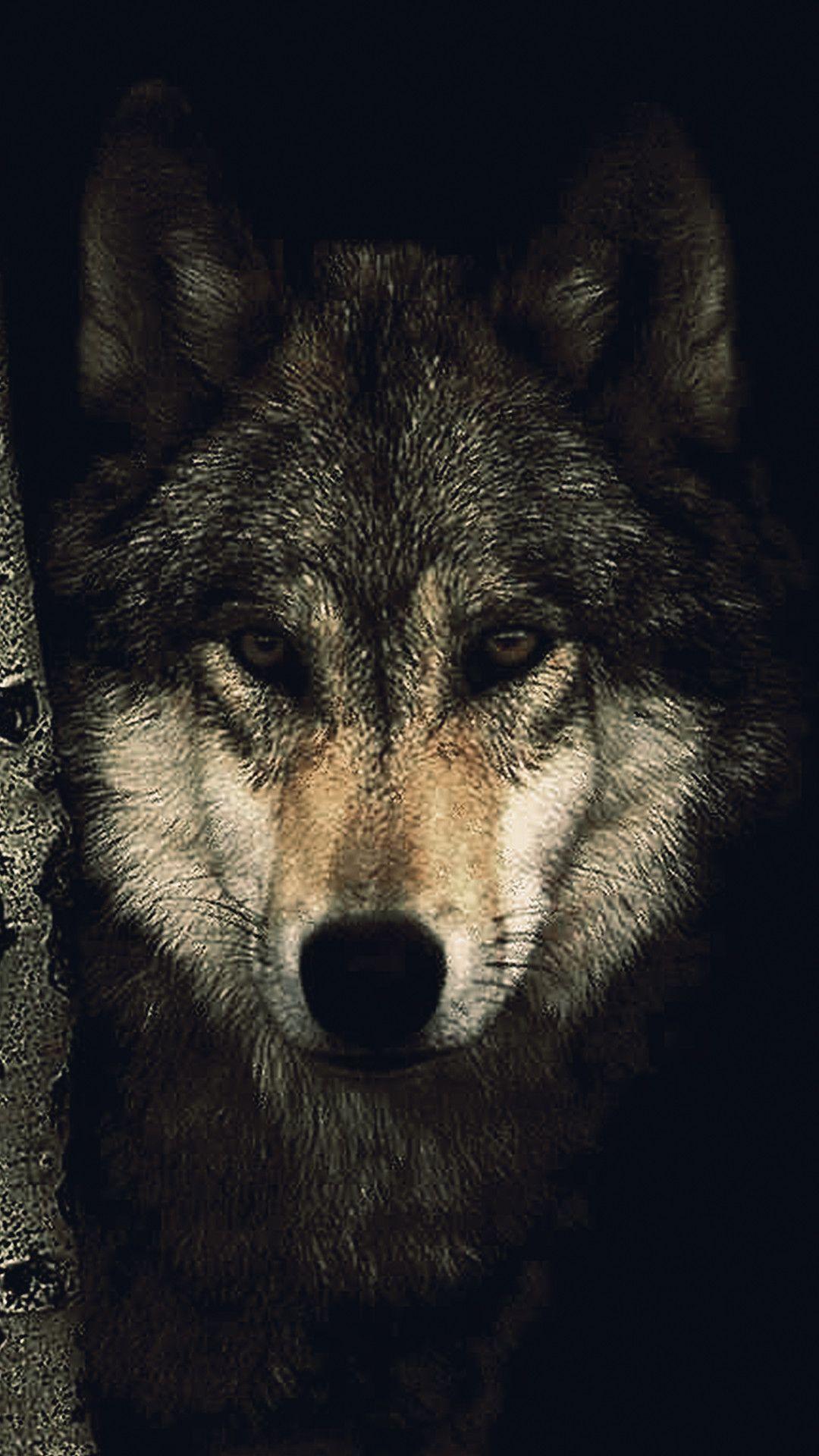 1080x1920 Epic Wolf Wallpaper 1080p Hupages Download iPhone Wallpaper