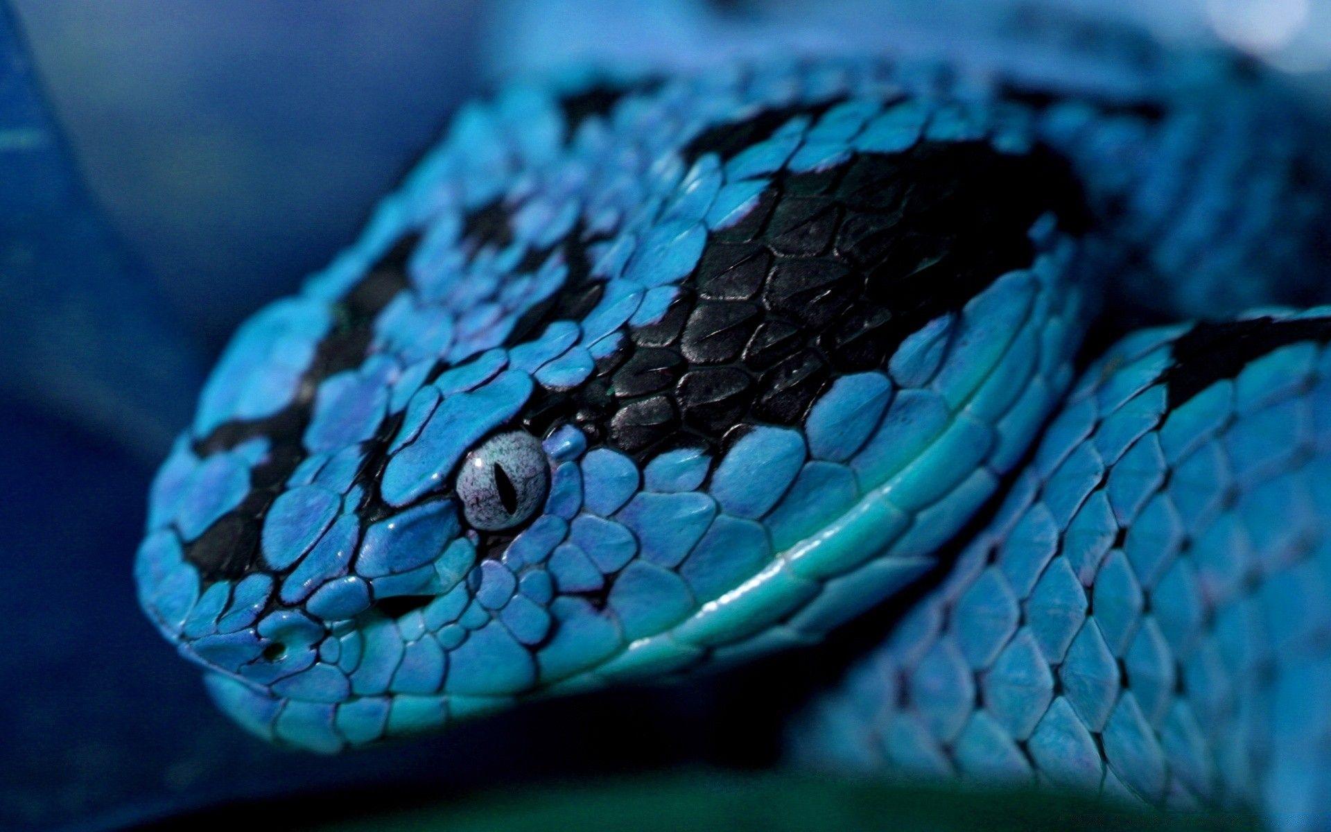 1920x1200 Blue Snake