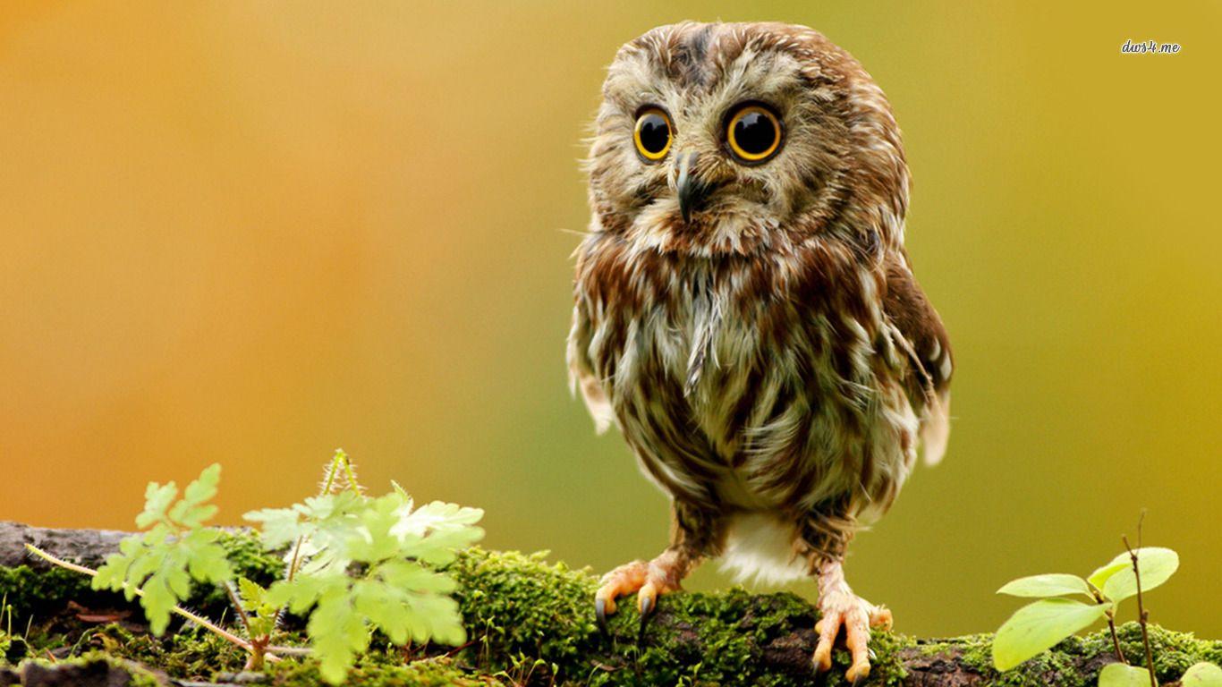 1366x768 Stunning Epic Animal Wallpaper te Collection of Awesome Animal