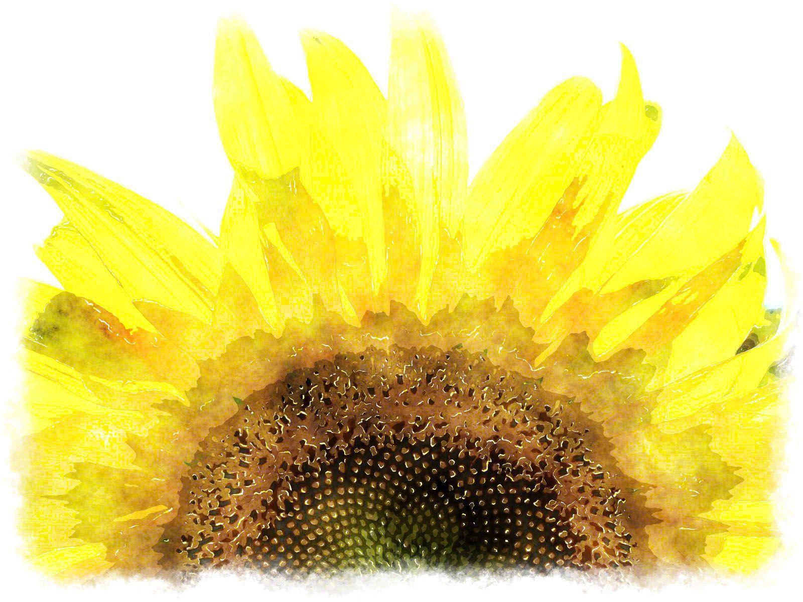 1600x1200 Watercolor Flowers Wallpaper