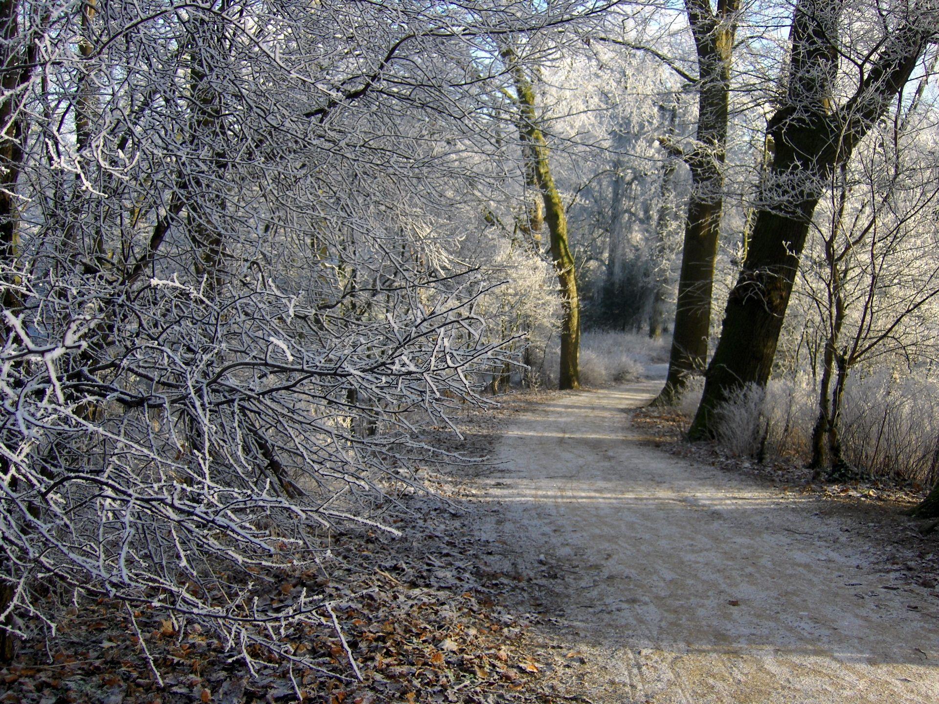1920x1440 Download wallpaper 1920x1440 netherlands, groningen, road, trees