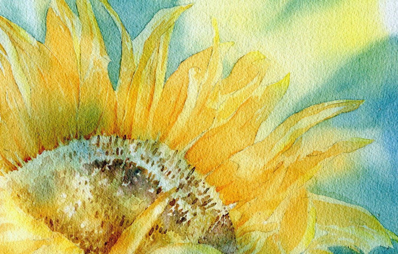 Sunflower Watercolor Wallpapers Top Free Sunflower Watercolor