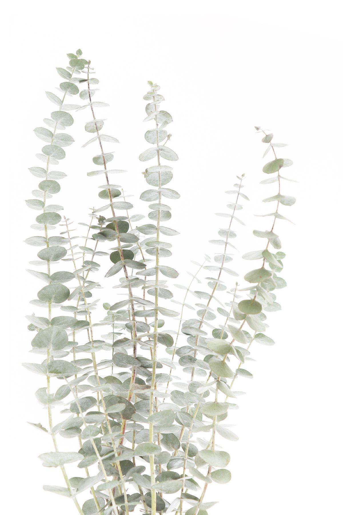 1200x1800 eucalyptus. STILL (mary jo hoffman). Plant art, Wallpaper