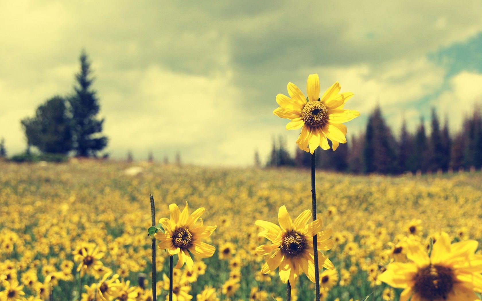 1680x1050 Sunflower Desktop Wallpaper Aesthetic