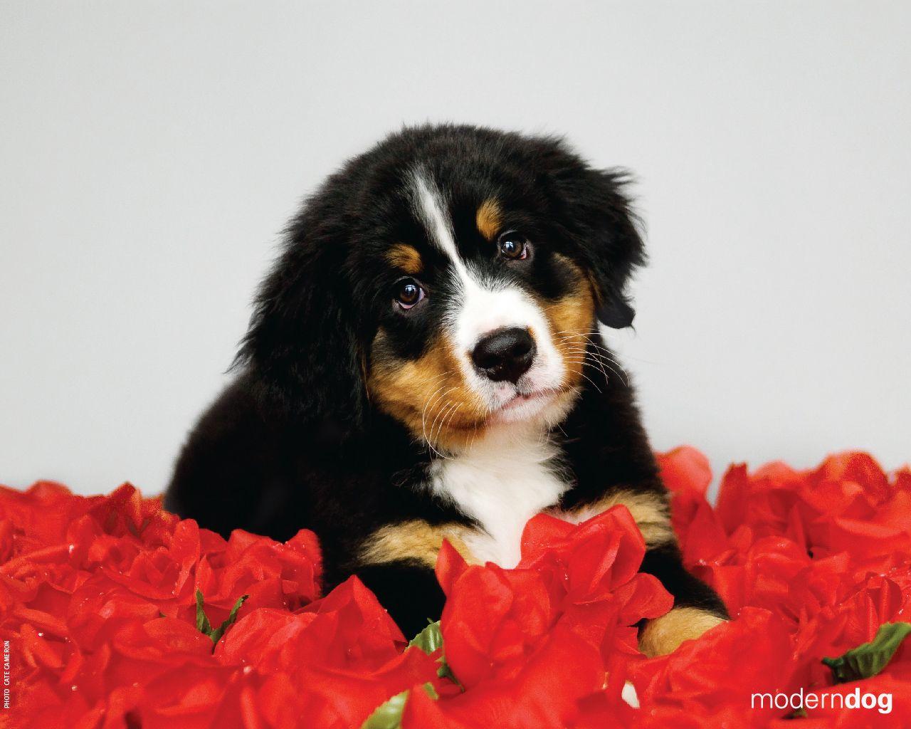 1280x1024 Puppies! Free Modern Dog Wallpaper. Modern Dog magazine