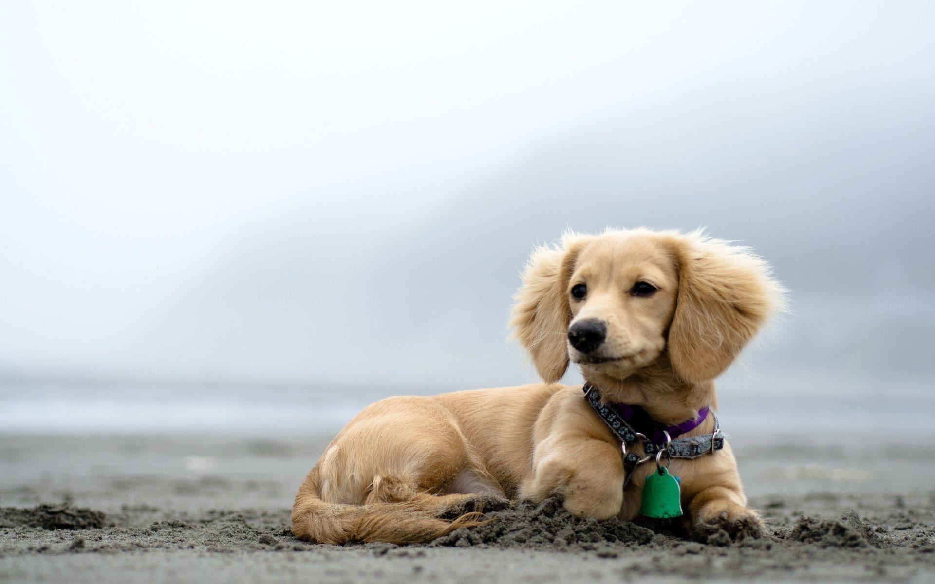 1920x1200 HD Cute Puppy Background