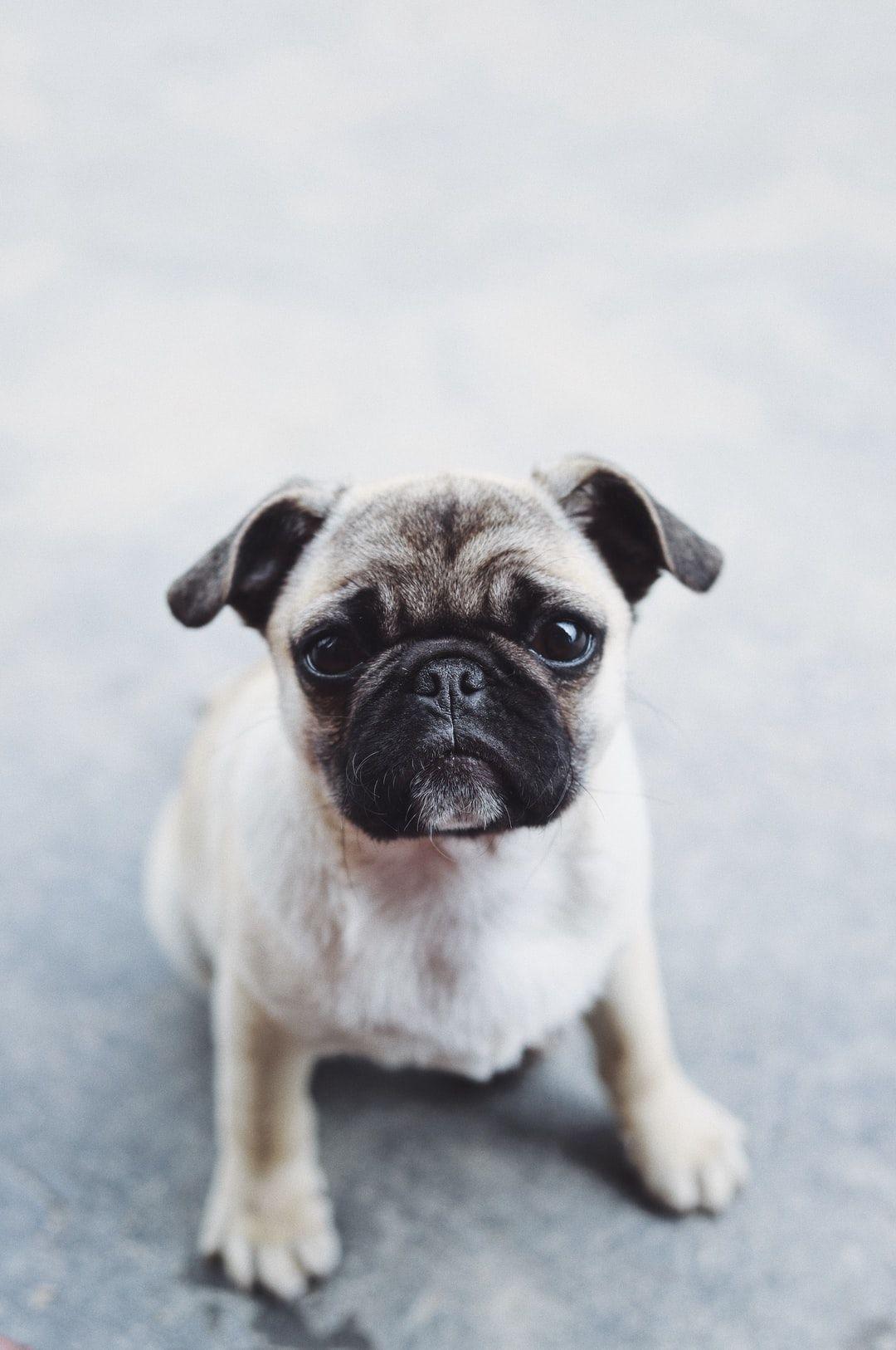 1080x1626 Pug Wallpaper: Free HD Download [HQ]