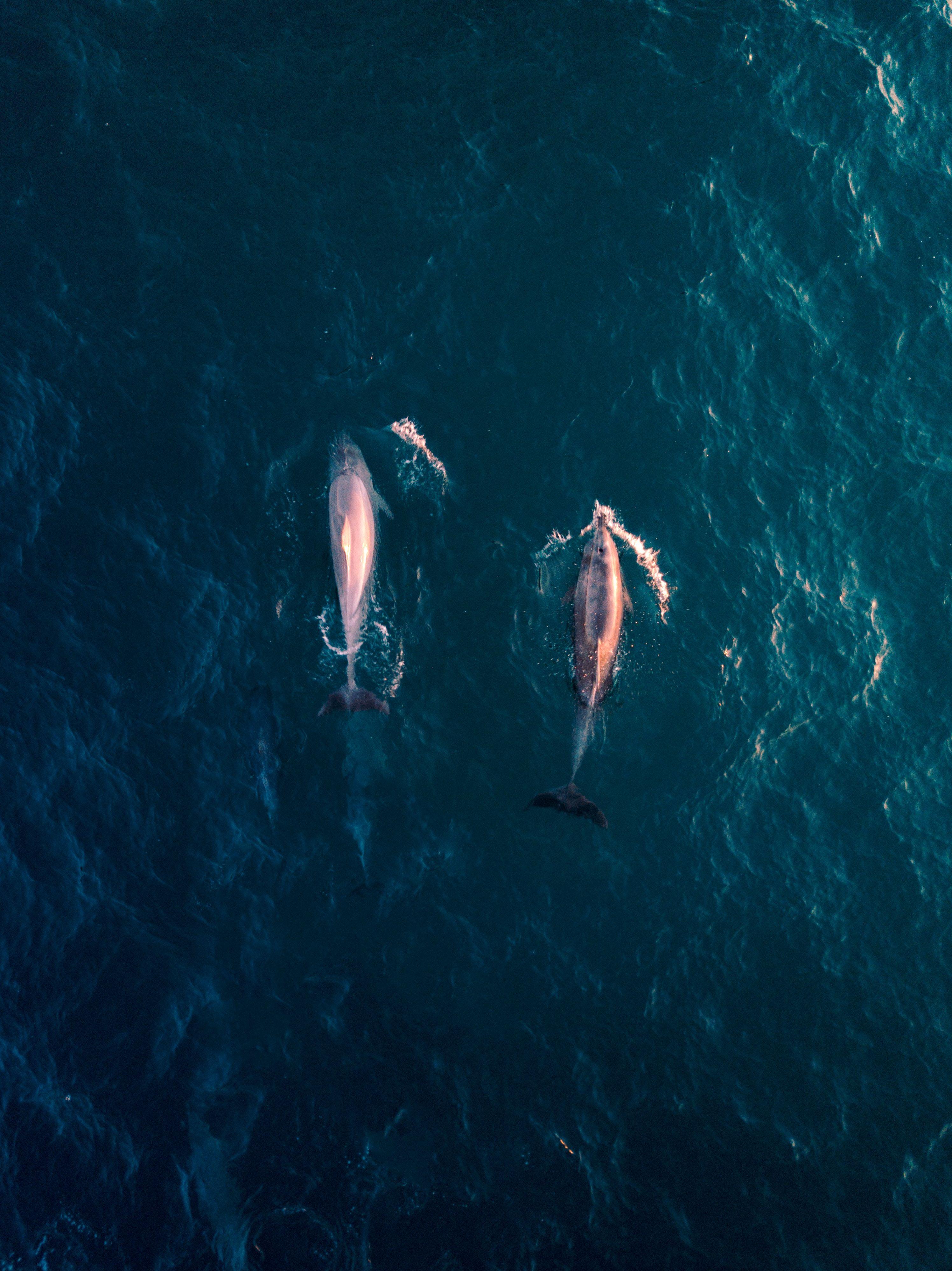 2992x3992 Whale Picture. Download Free Image