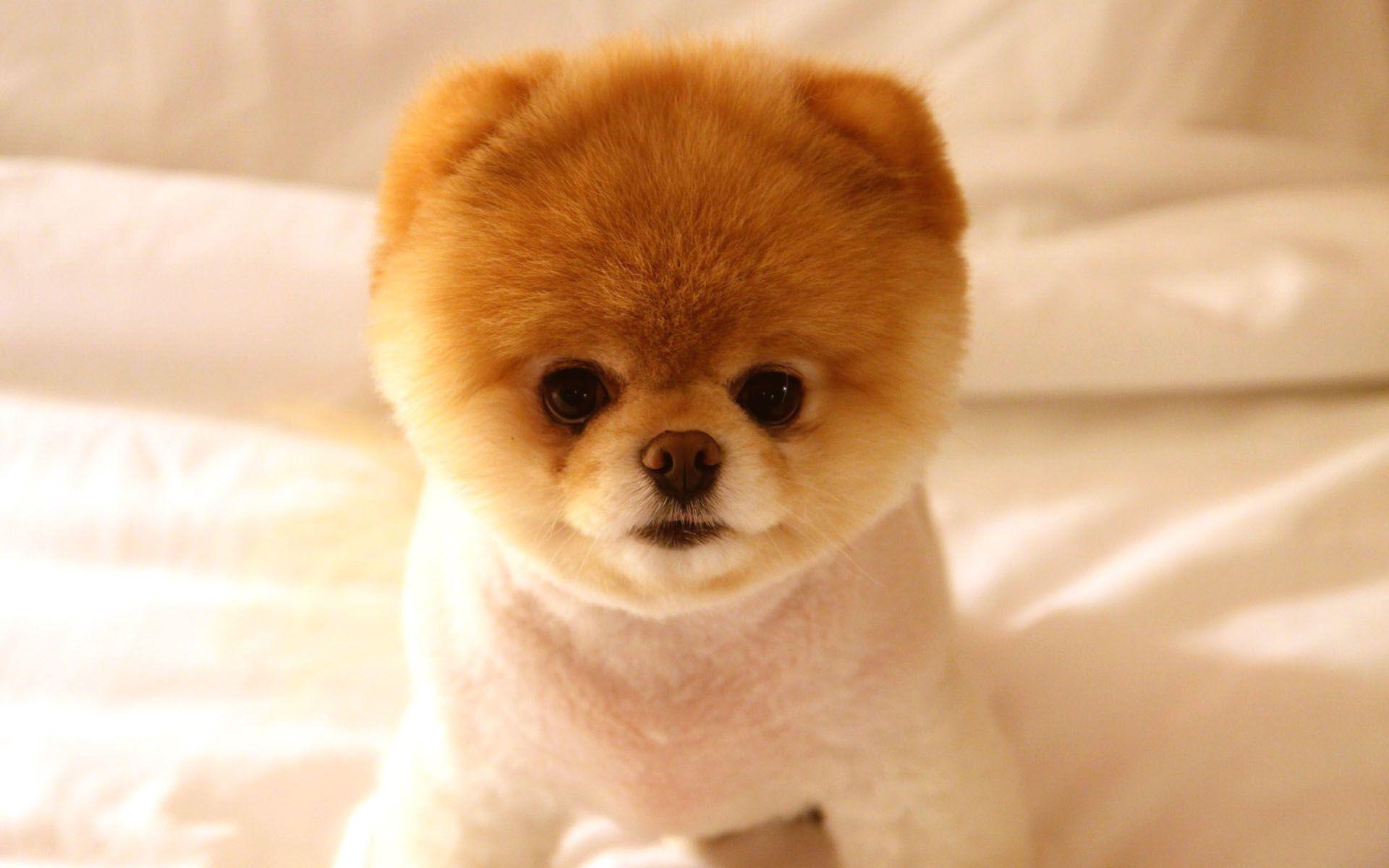 1920x1200 Boo Dog Wallpaper Pomeranian Puppy, Download Wallpaper