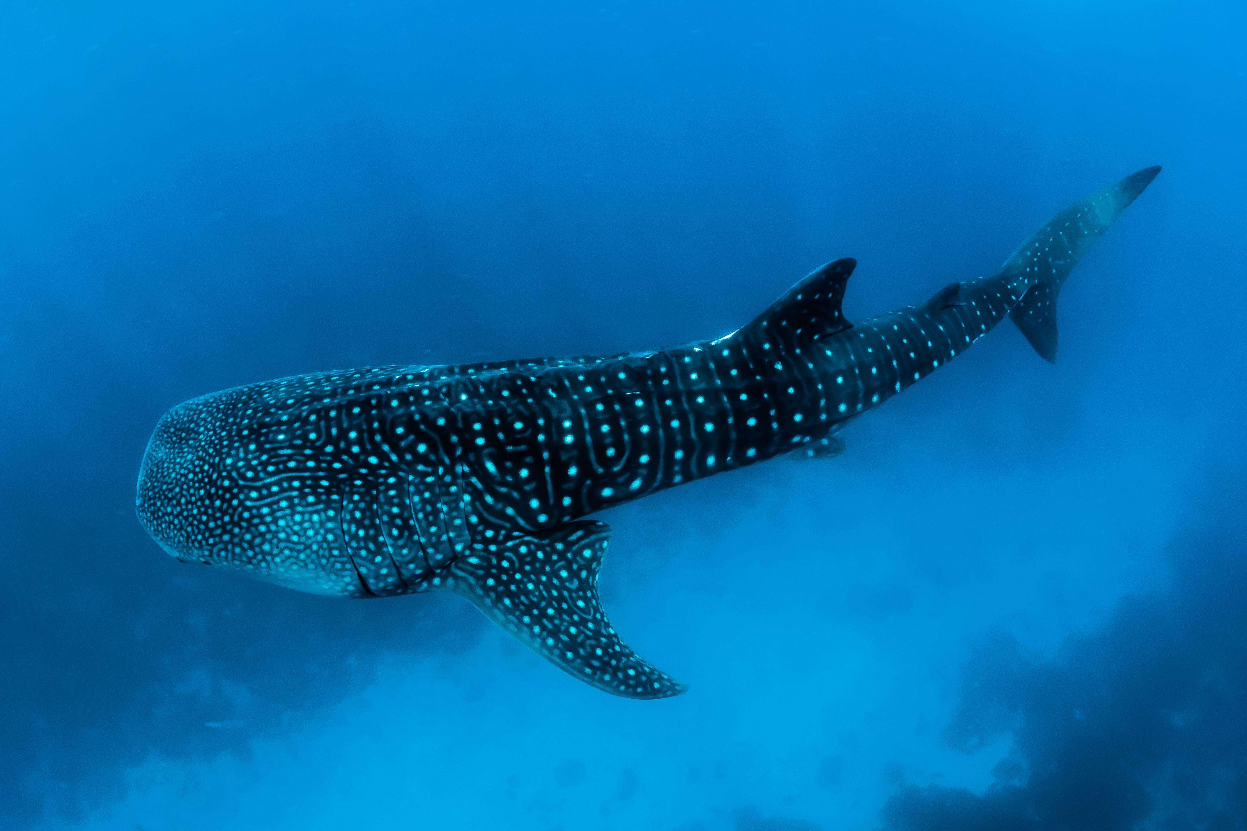 4344x2896 Whale Picture. Download Free Image