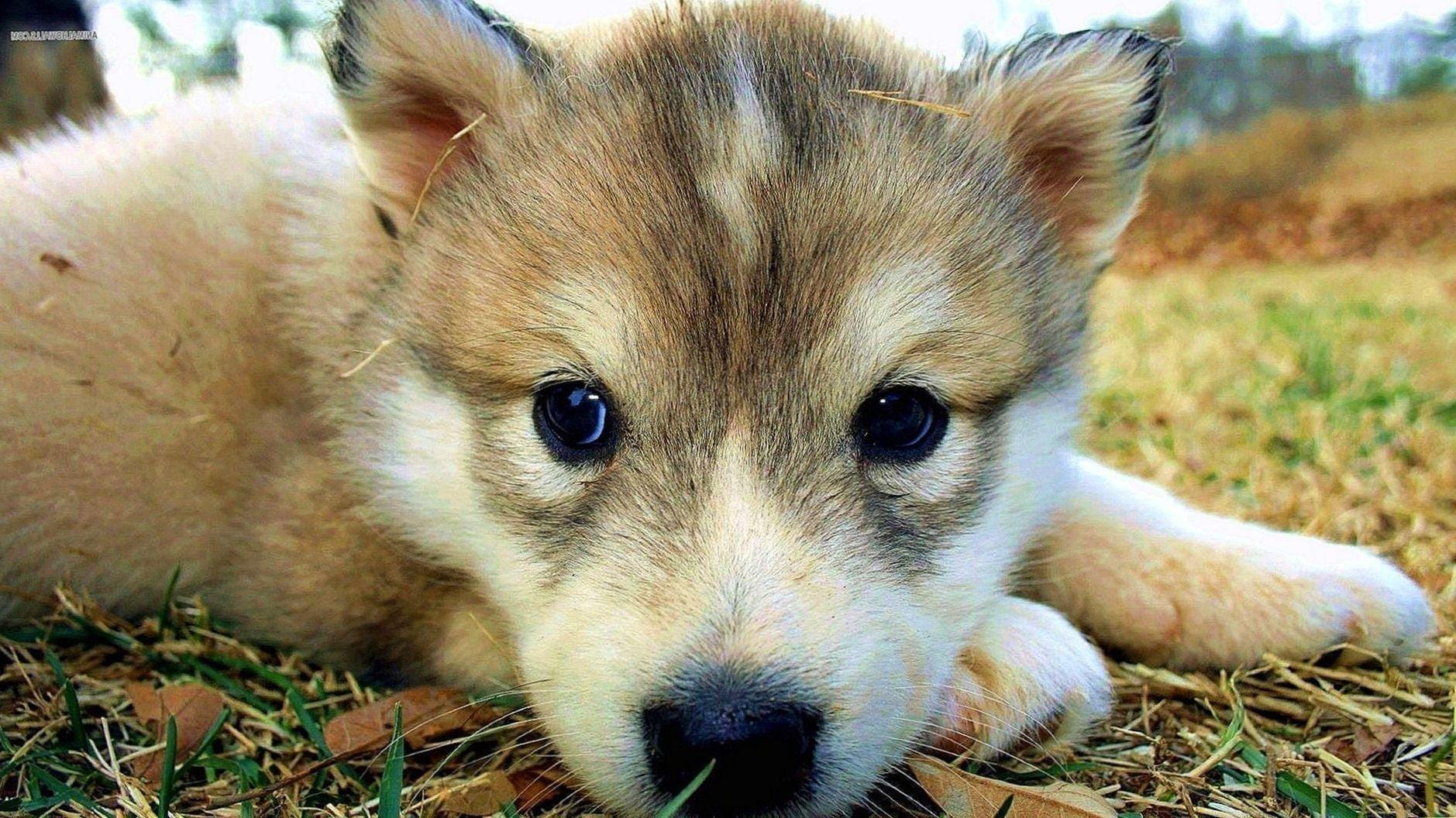 1879x1056 Cute Wolf Wallpaper HD Wallpaper.Pro