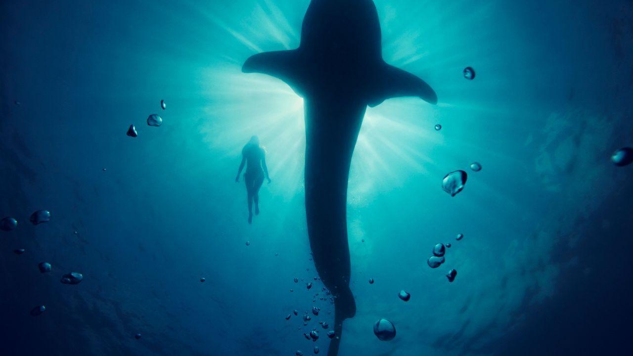1280x720 Wallpaper Underwater, Whale, Model, HD, Photography / Most Popular