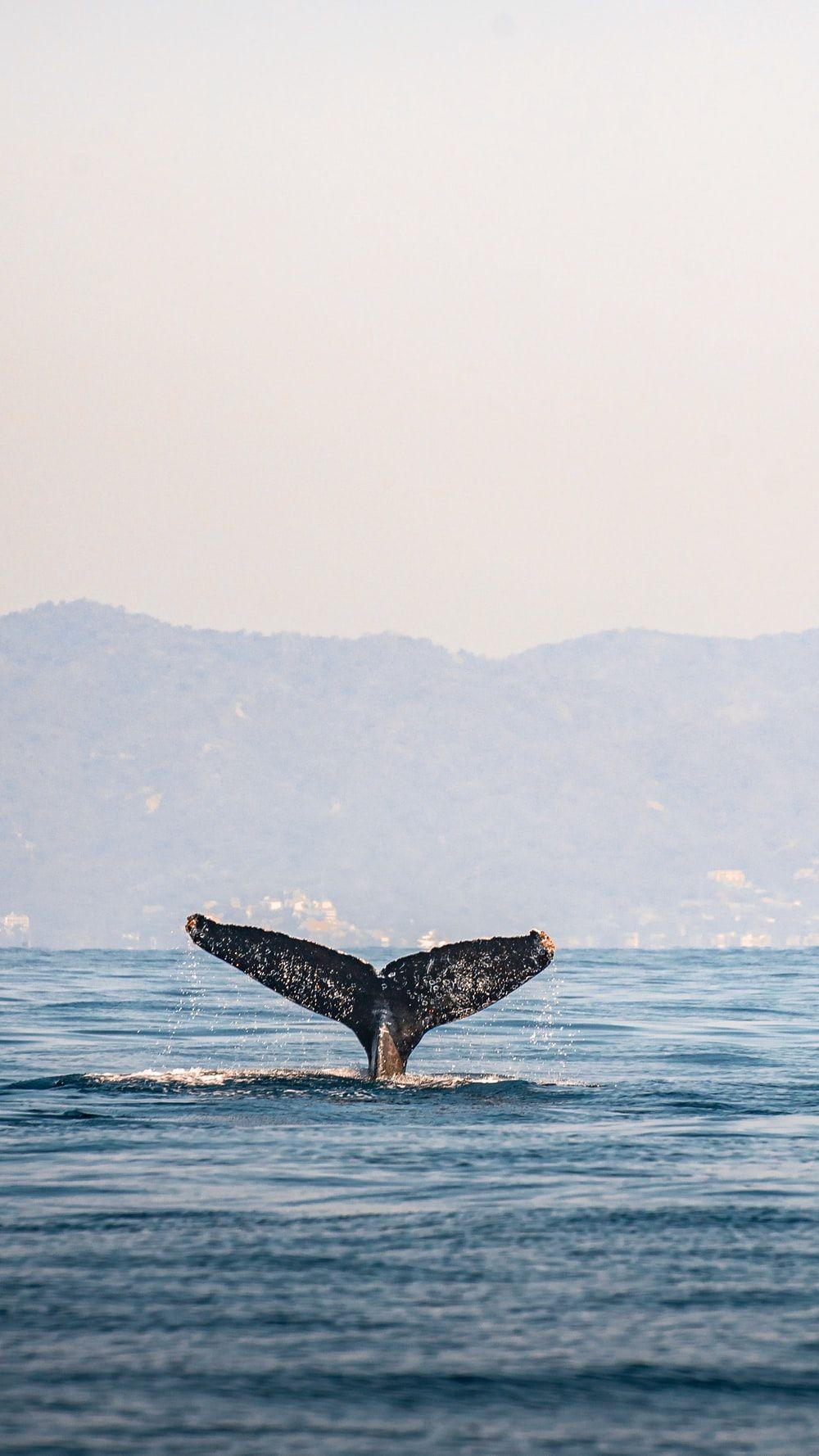 1000x1778 Whale Picture. Download Free Image