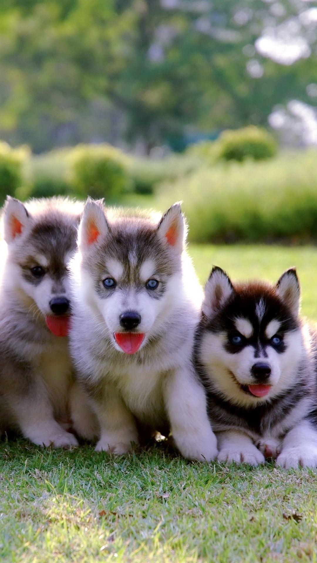 1080x1920 Four Puppies, Husky, Blue Eyes 1080x1920 IPhone 8 7 6 6S Plus