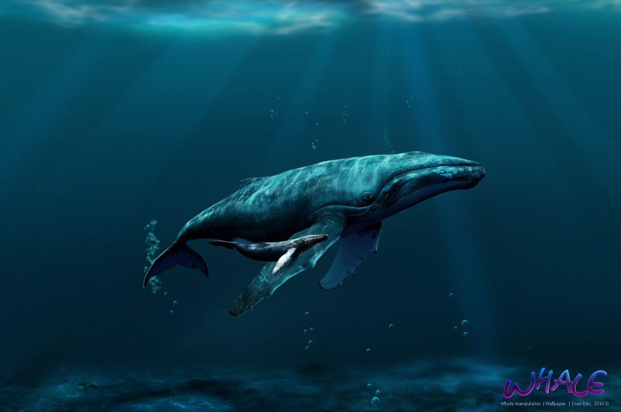 1280x850 Blue Whales Wallpaper Desktop Background, Download