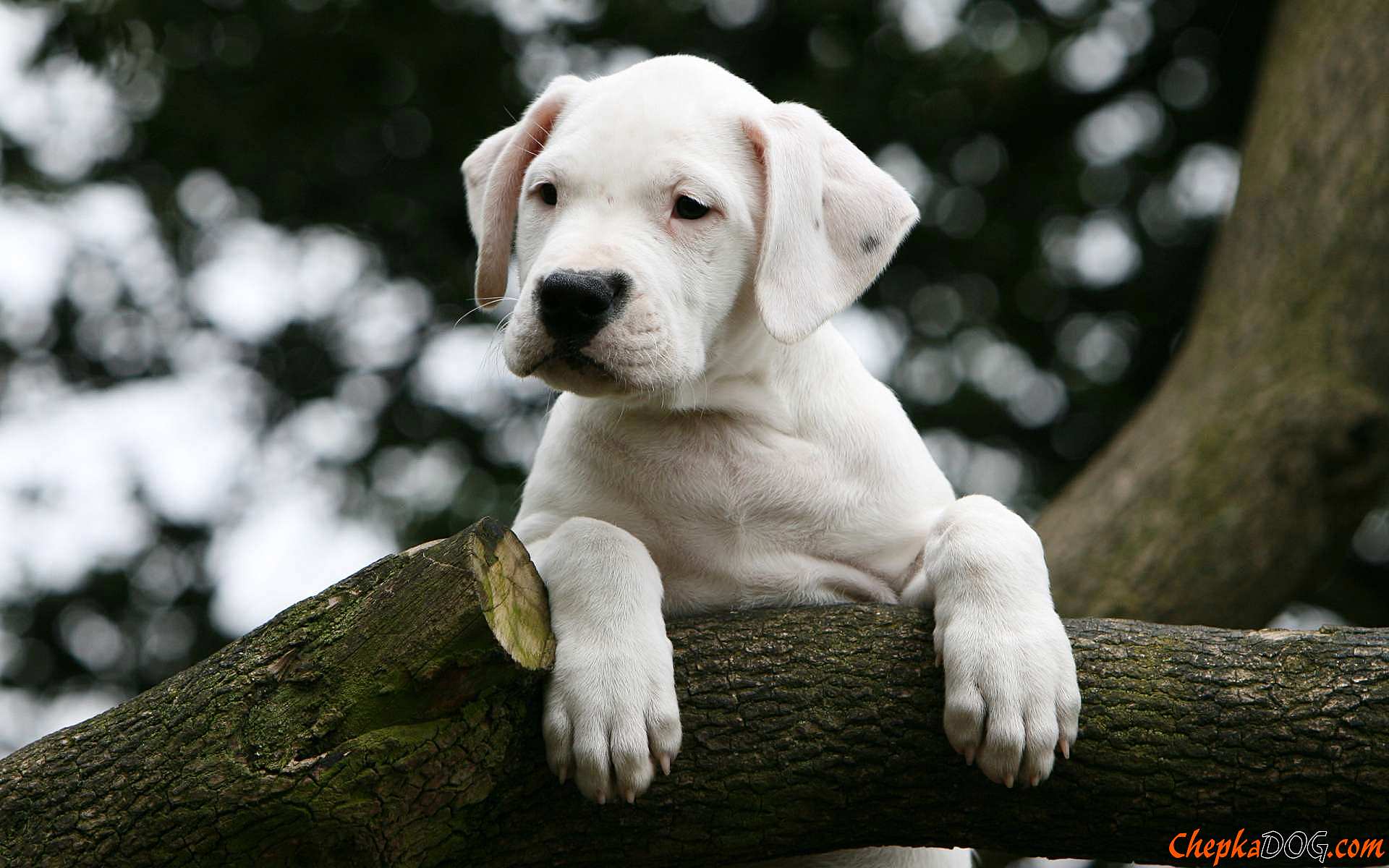 1920x1200 Dogo Argentino Wallpaper. Dogo Argentino