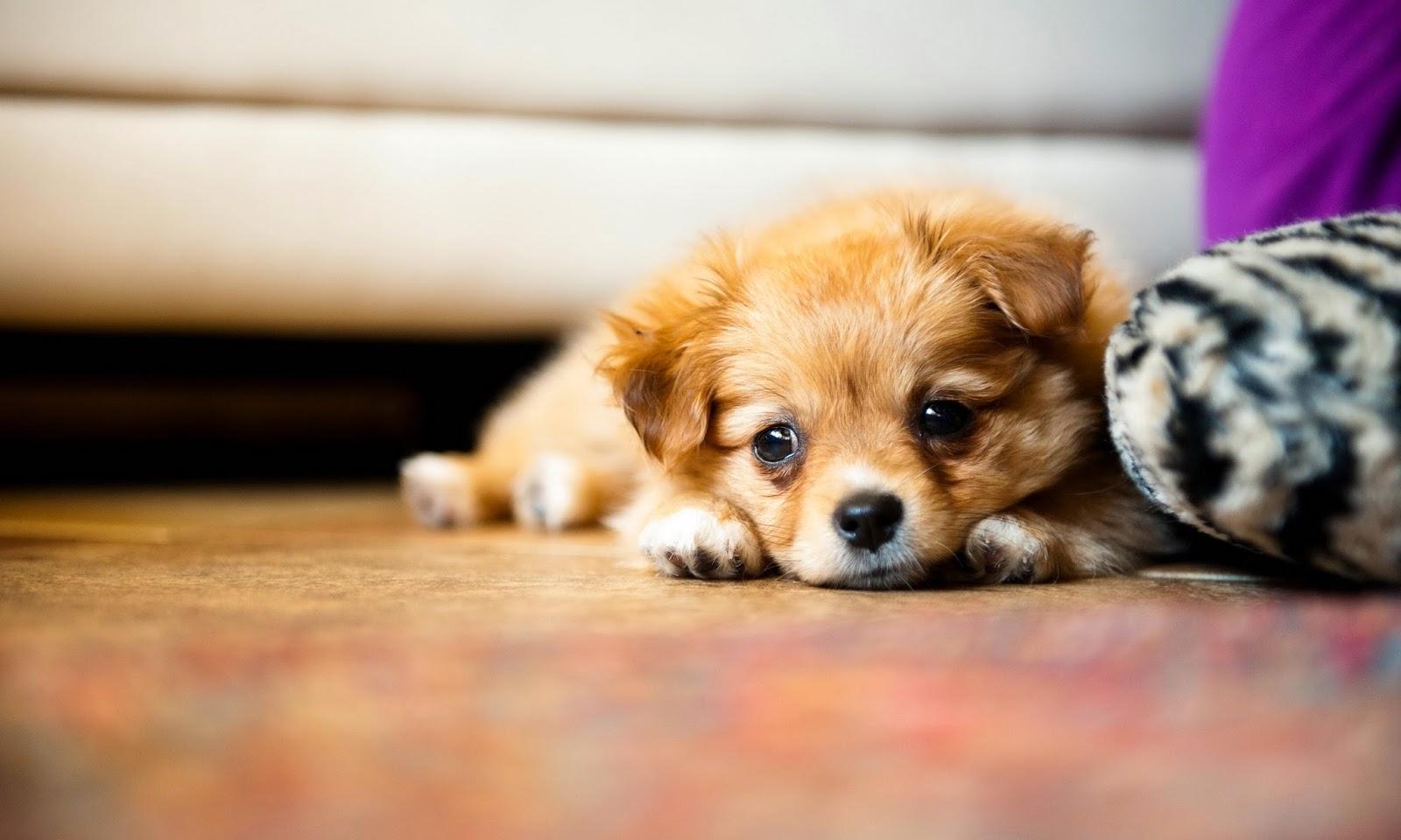 1600x960 HD Puppy Wallpaper (2560x1600)