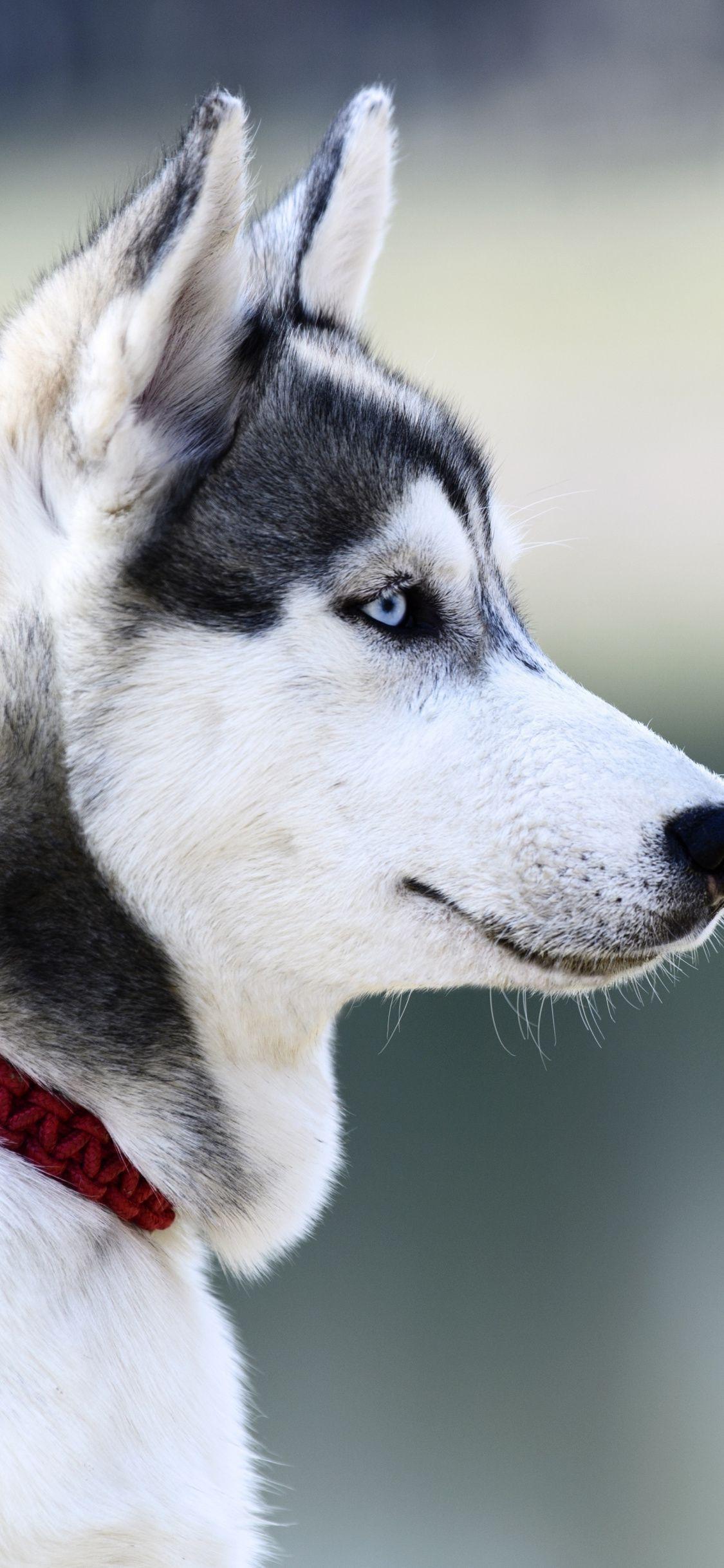 1125x2436 Husky Dogs Wallpaper