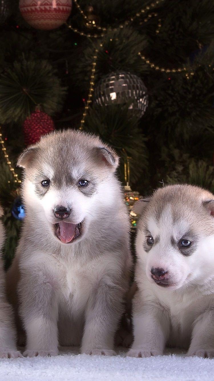 750x1334 Cute Dogs, Husky Puppies 750x1334 IPhone 8 7 6 6S Wallpaper