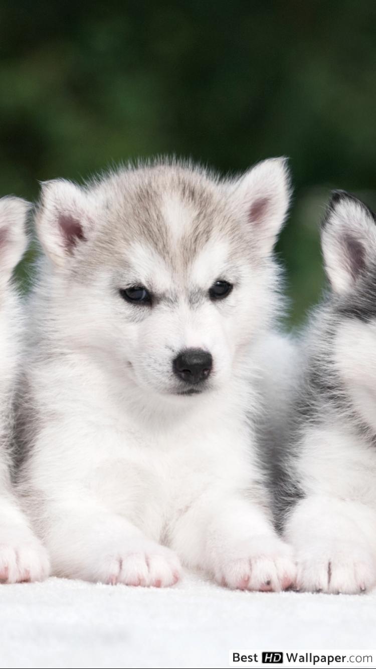 750x1334 Three Husky Puppies HD wallpaper download