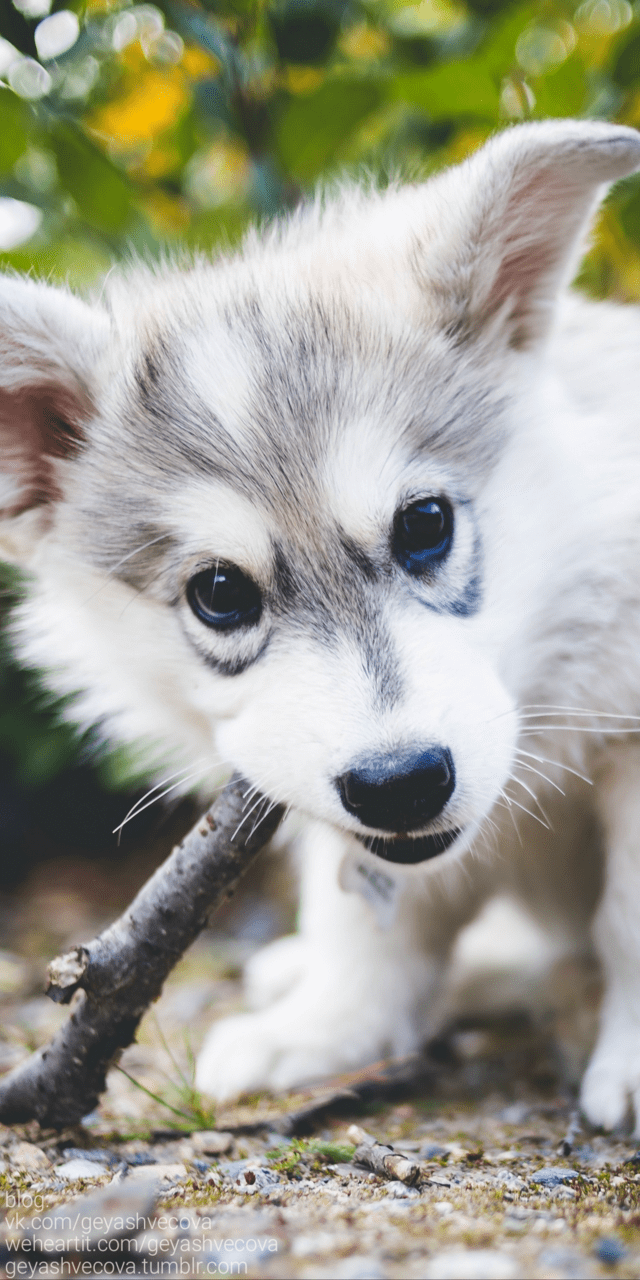 640x1280 animals, baby, background, beautiful, beauty, cat, color, colorful