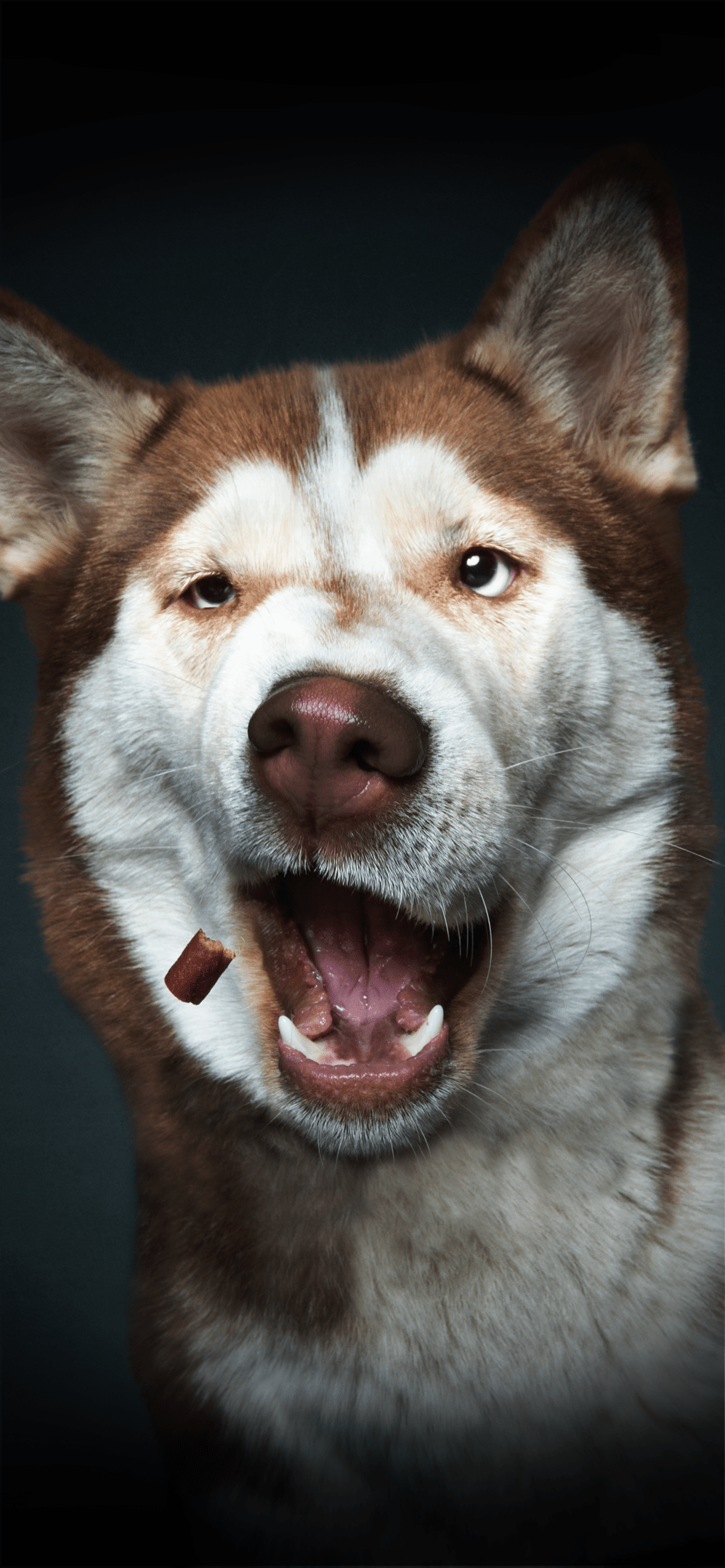 998x2159 Download these adorable Christian Vieler dog wallpaper