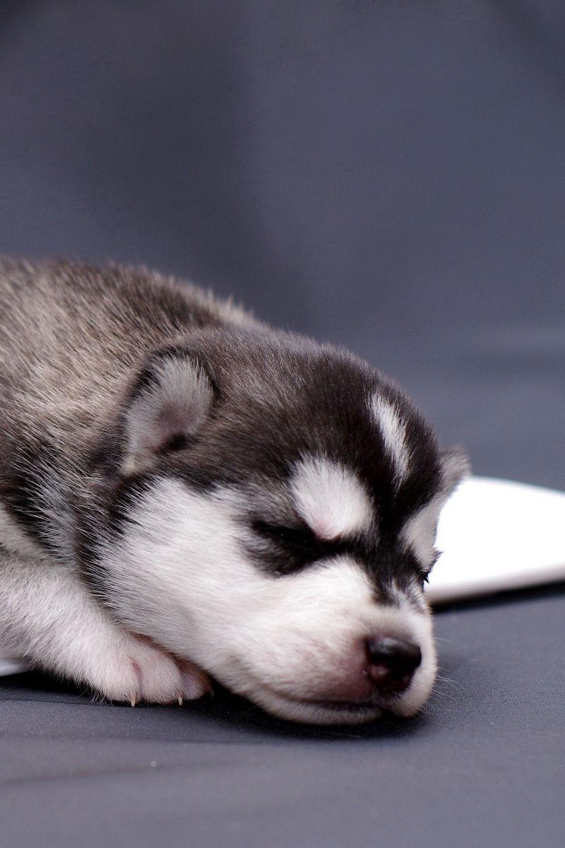 800x1200 Download Wallpaper 800x1200 Husky, Puppy, Lying Iphone 4s 4
