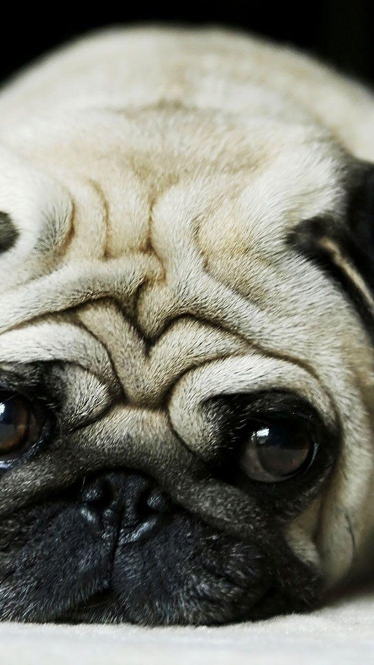 750x1334 Kawaii Dog Wallpaper