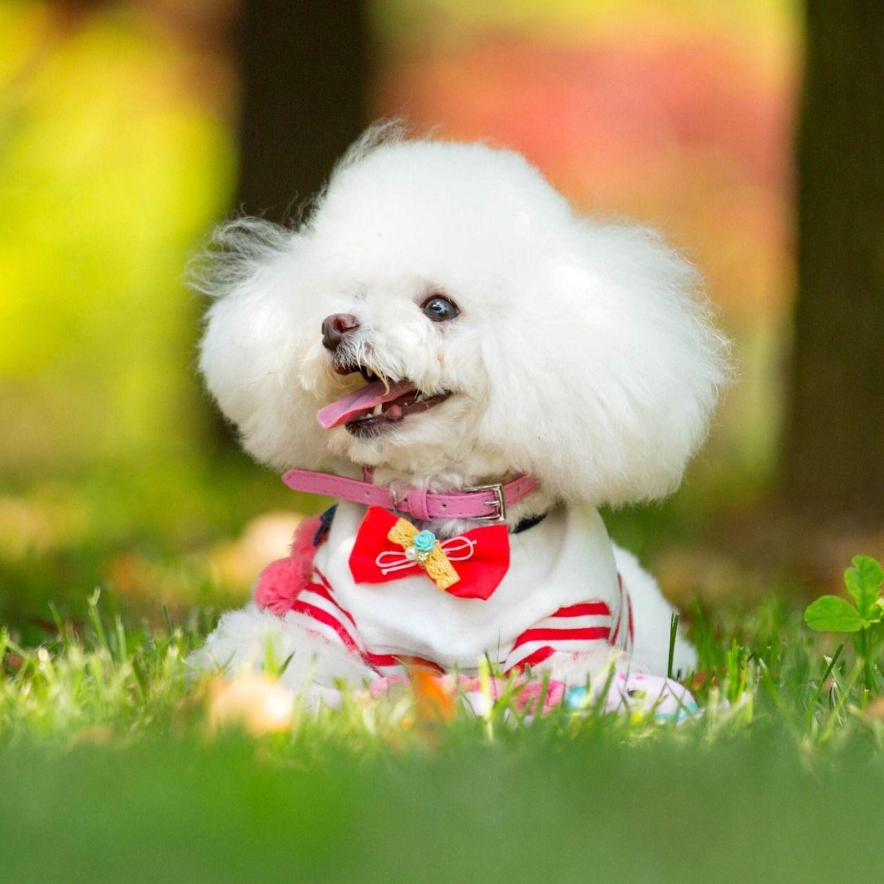 1280x1280 kawaii dog Tumblr posts