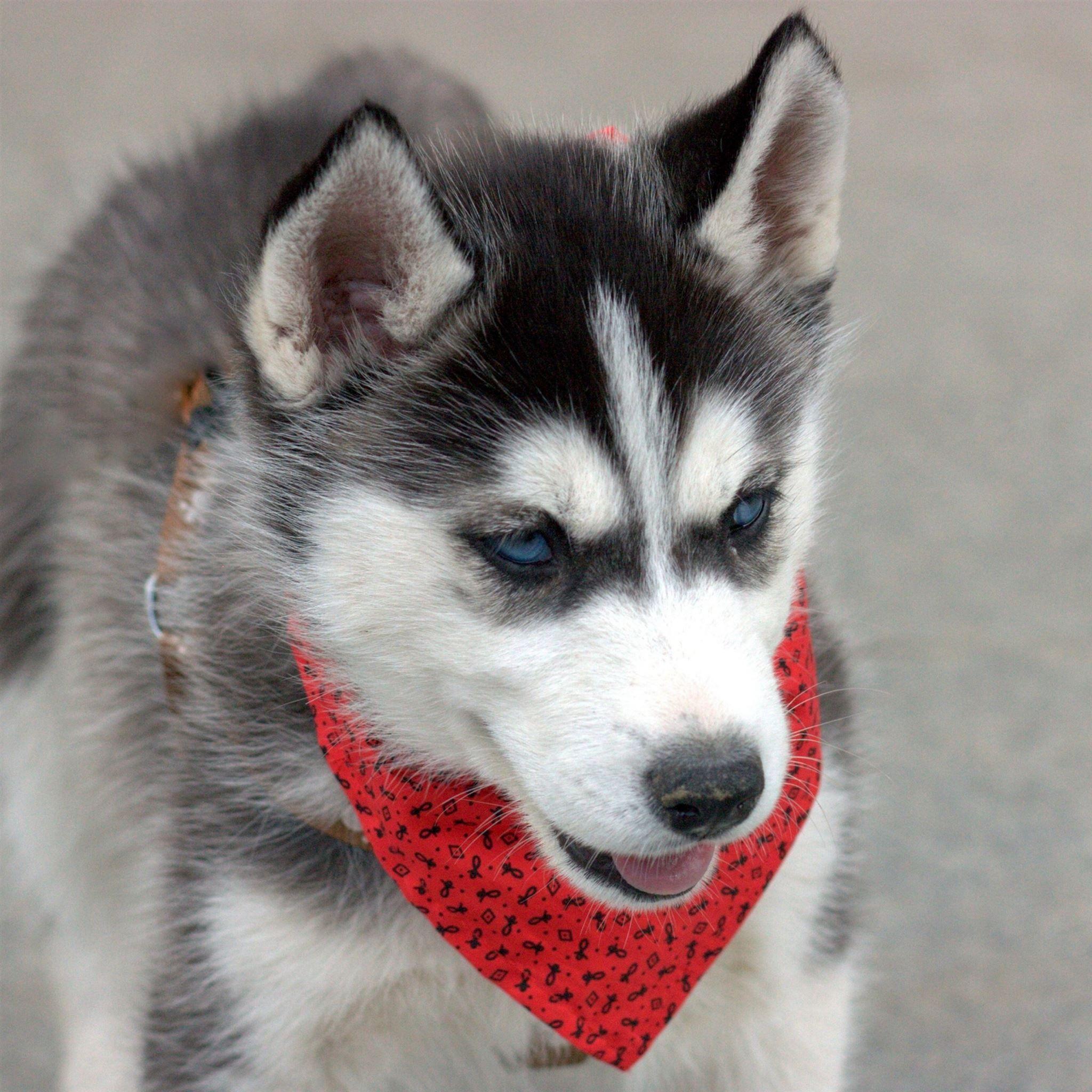 2048x2048 Husky Puppy Dog Face Handkerchief iPad Pro Wallpaper Free Download
