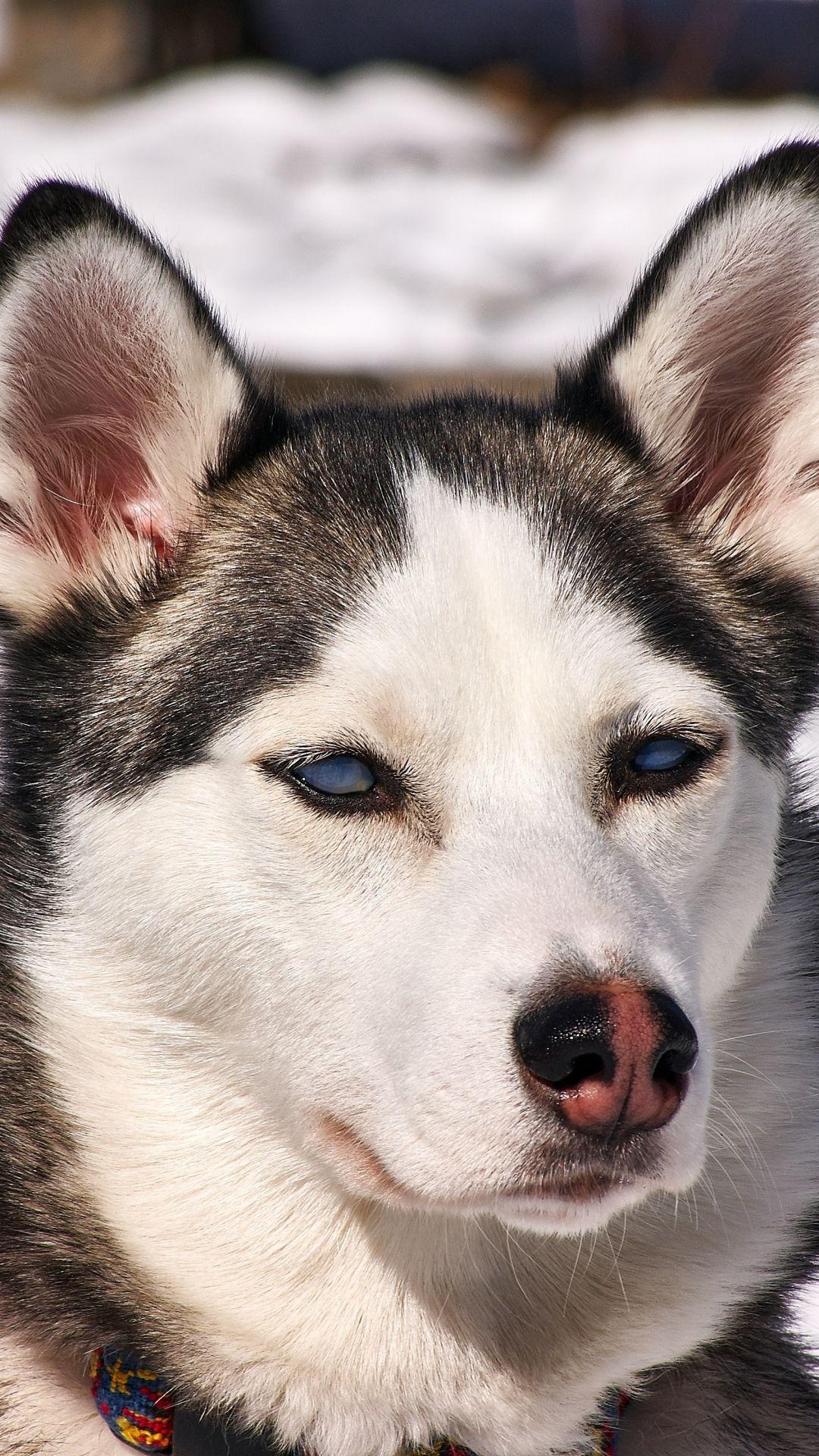 1080x1920 Free download Husky Dogs iPhone Wallpaper HD iPhone Wallpaper