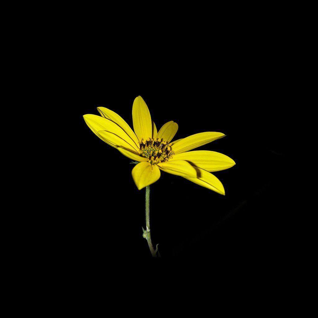 1024x1024 Flower Yellow Nature Art Dark Minimal Simple iPad Air Wallpaper