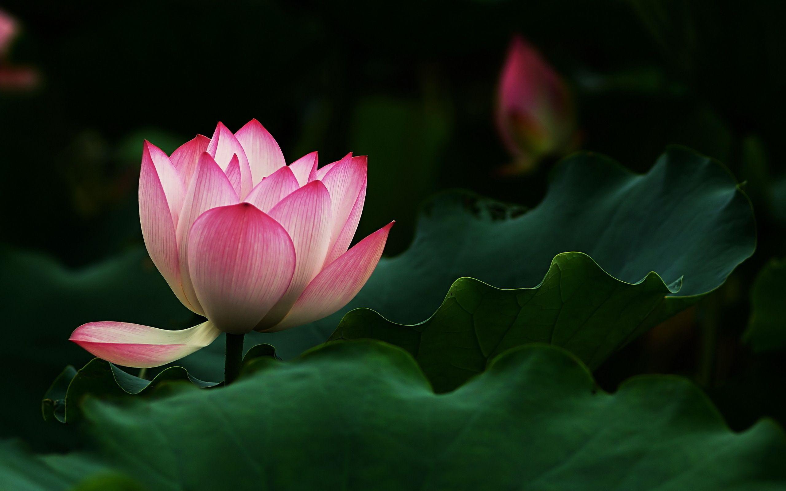 4K Lotus Flower Wallpapers - Top Free 4K Lotus Flower Backgrounds -  WallpaperAccess