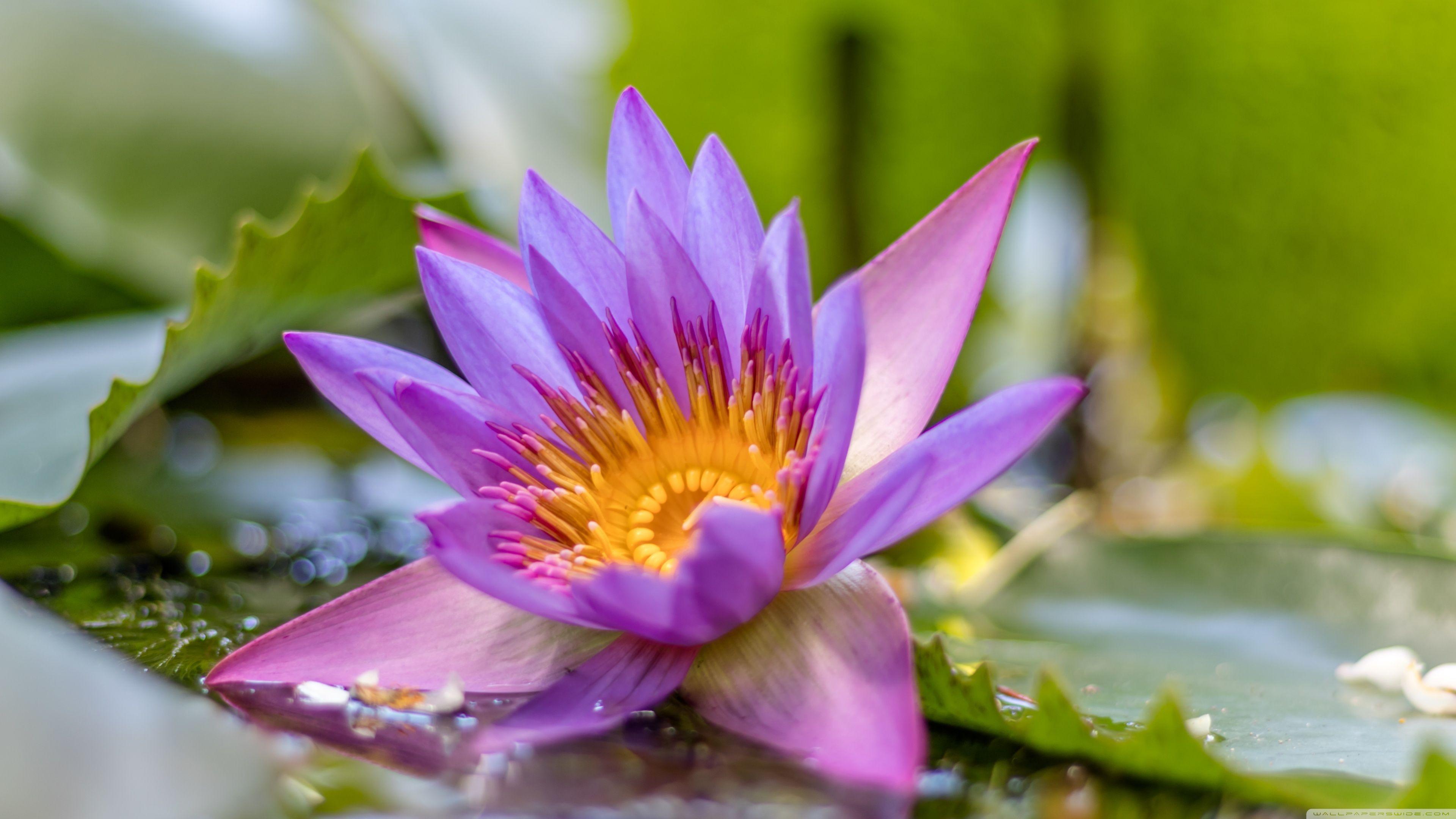 4k Lotus Flower Wallpapers Top Free 4k Lotus Flower Backgrounds Wallpaperaccess 3239