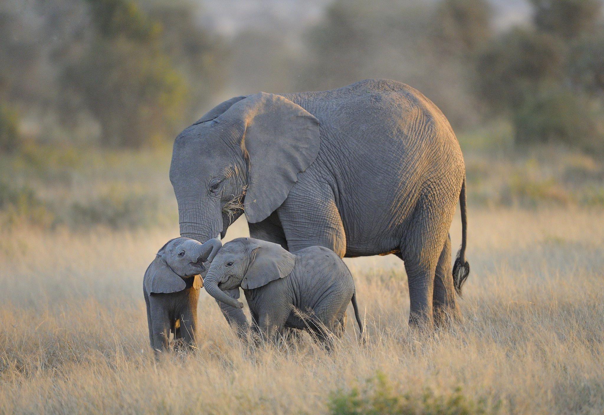 2048x1407 Baby Elephant And Mother Wallpaper High Resolution : Animals