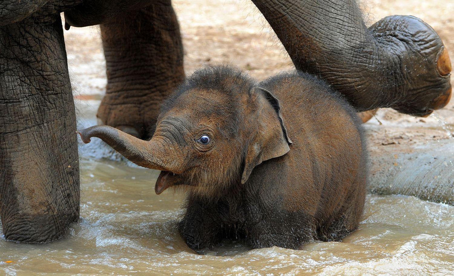 1500x911 World Elephant Day