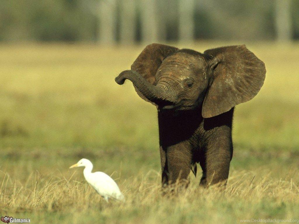 1024x768 Cute Baby Elephant Wallpaper