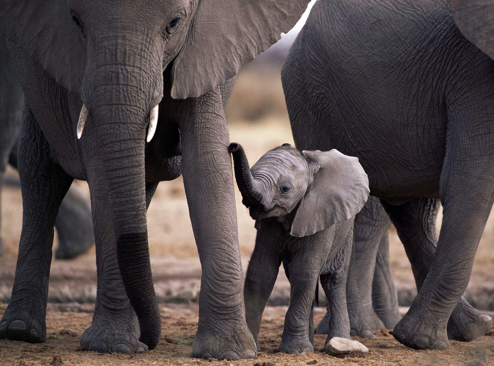 Elephant Print Wallpapers - Top Free Elephant Print Backgrounds ...