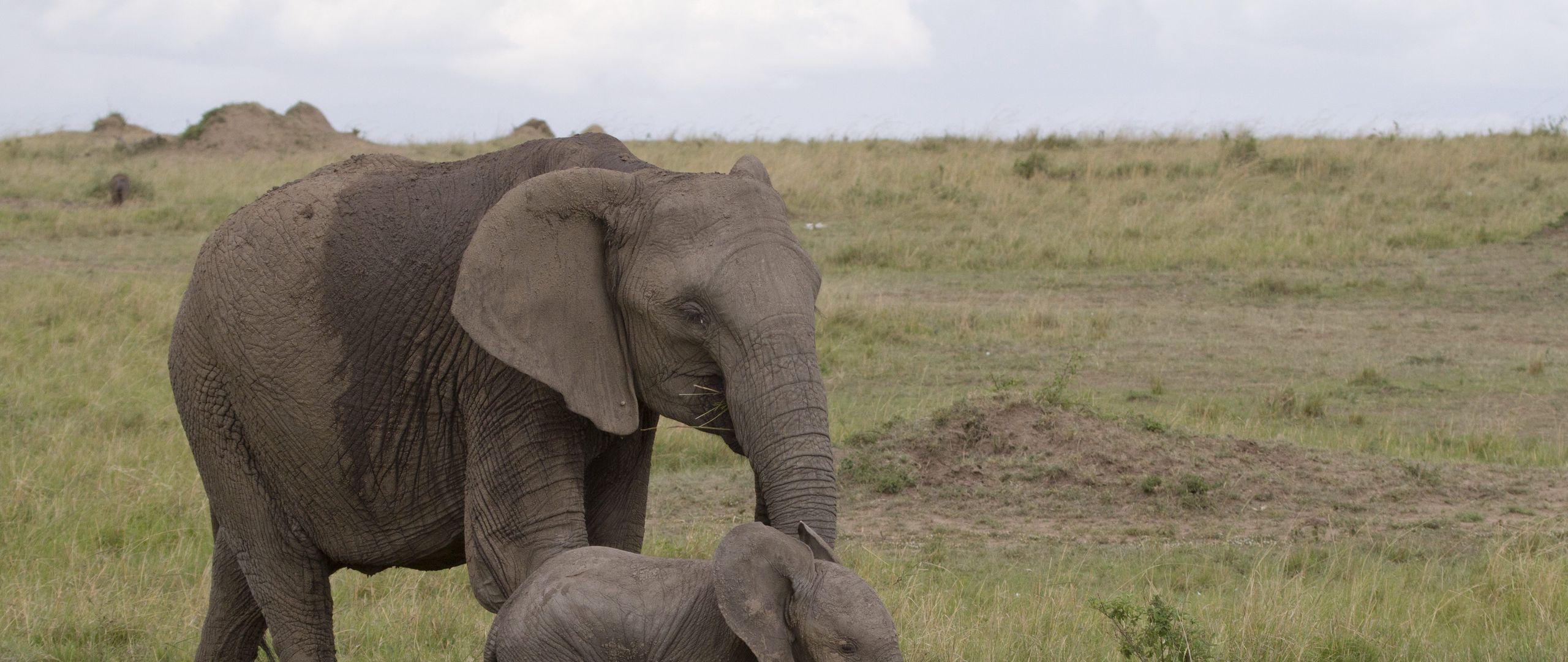 2560x1080 Download wallpaper 2560x1080 elephant, baby elephant, love, africa