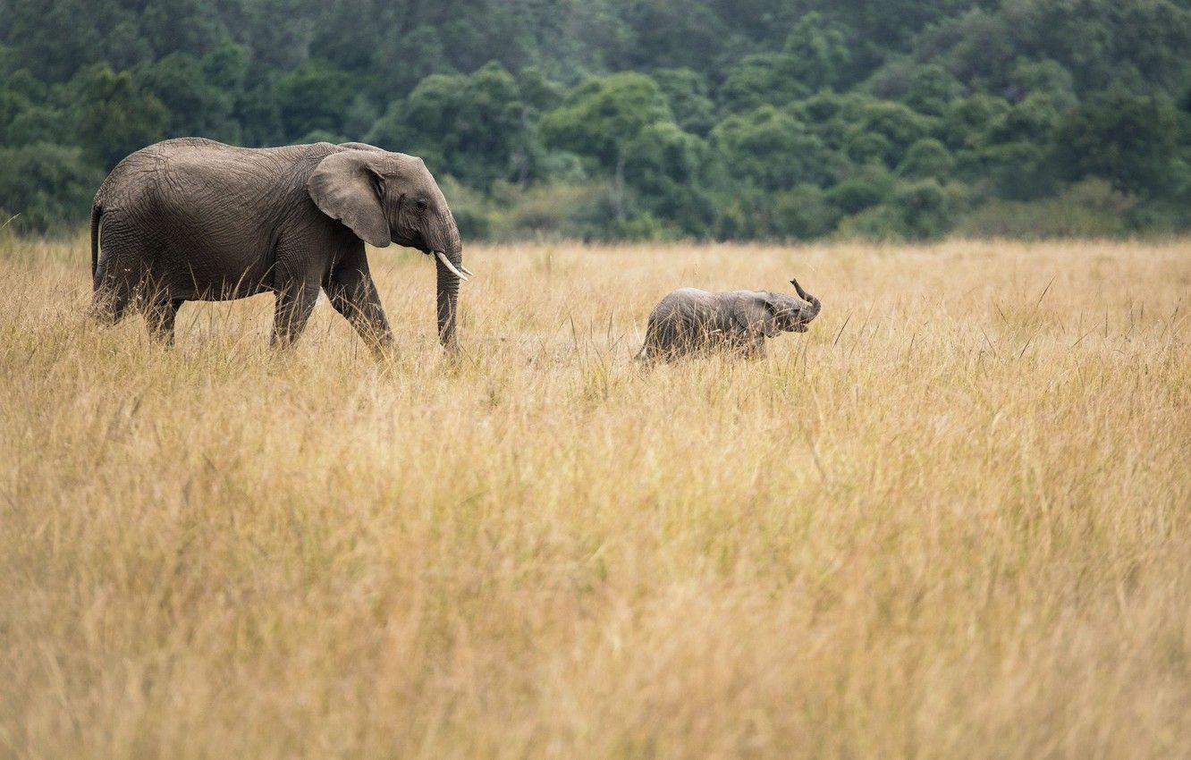 1332x850 Wallpaper elephants, baby elephant, african elephants image