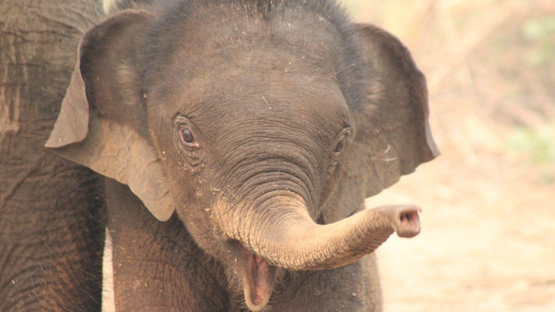 1920x1080 Baby Elephants Wallpaper For Android For Desktop Background