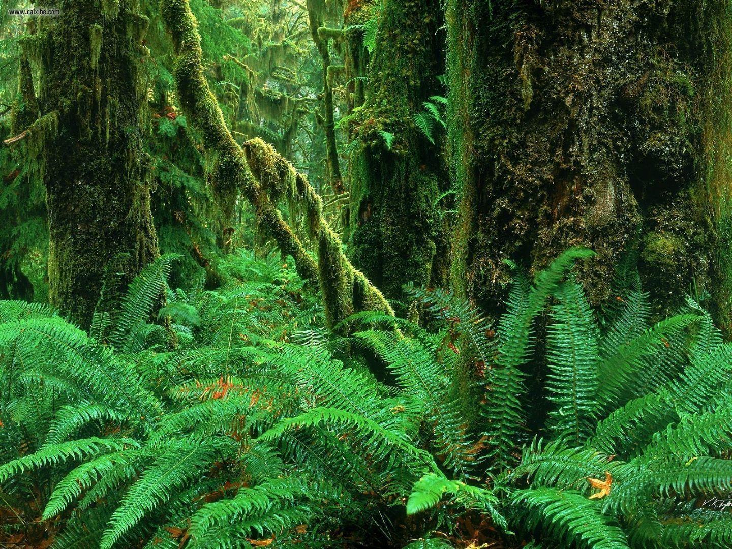 1440x1080 Free download Wallpaper DB rainforest HD [1440x1080]