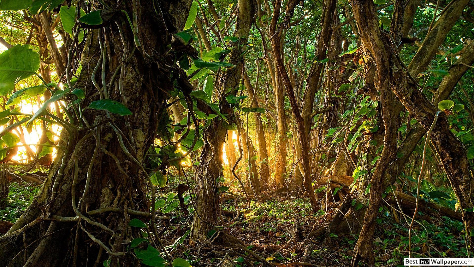 1920x1080 Tropical Rainforest HD wallpaper download