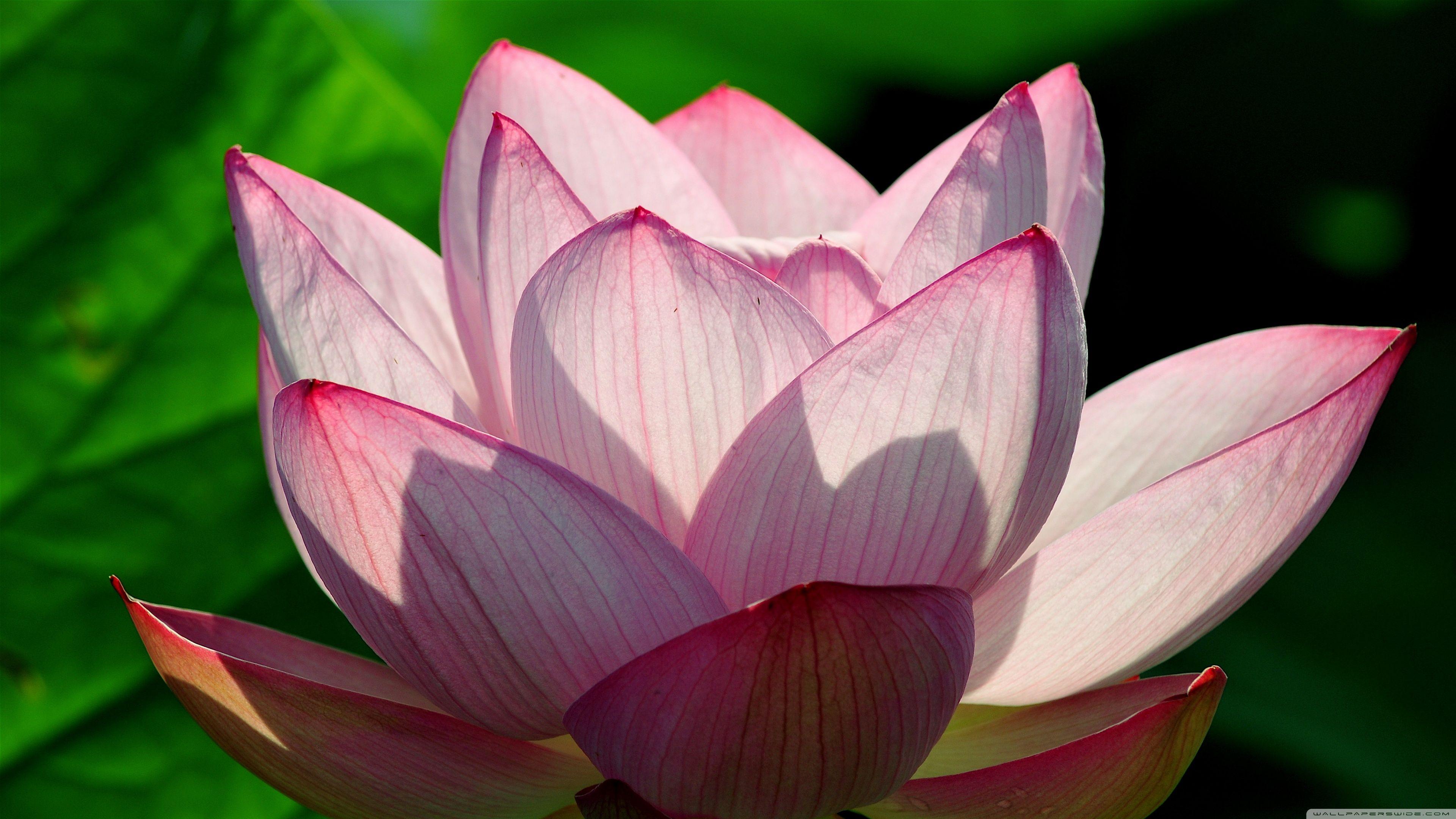 Lotus Flowerz