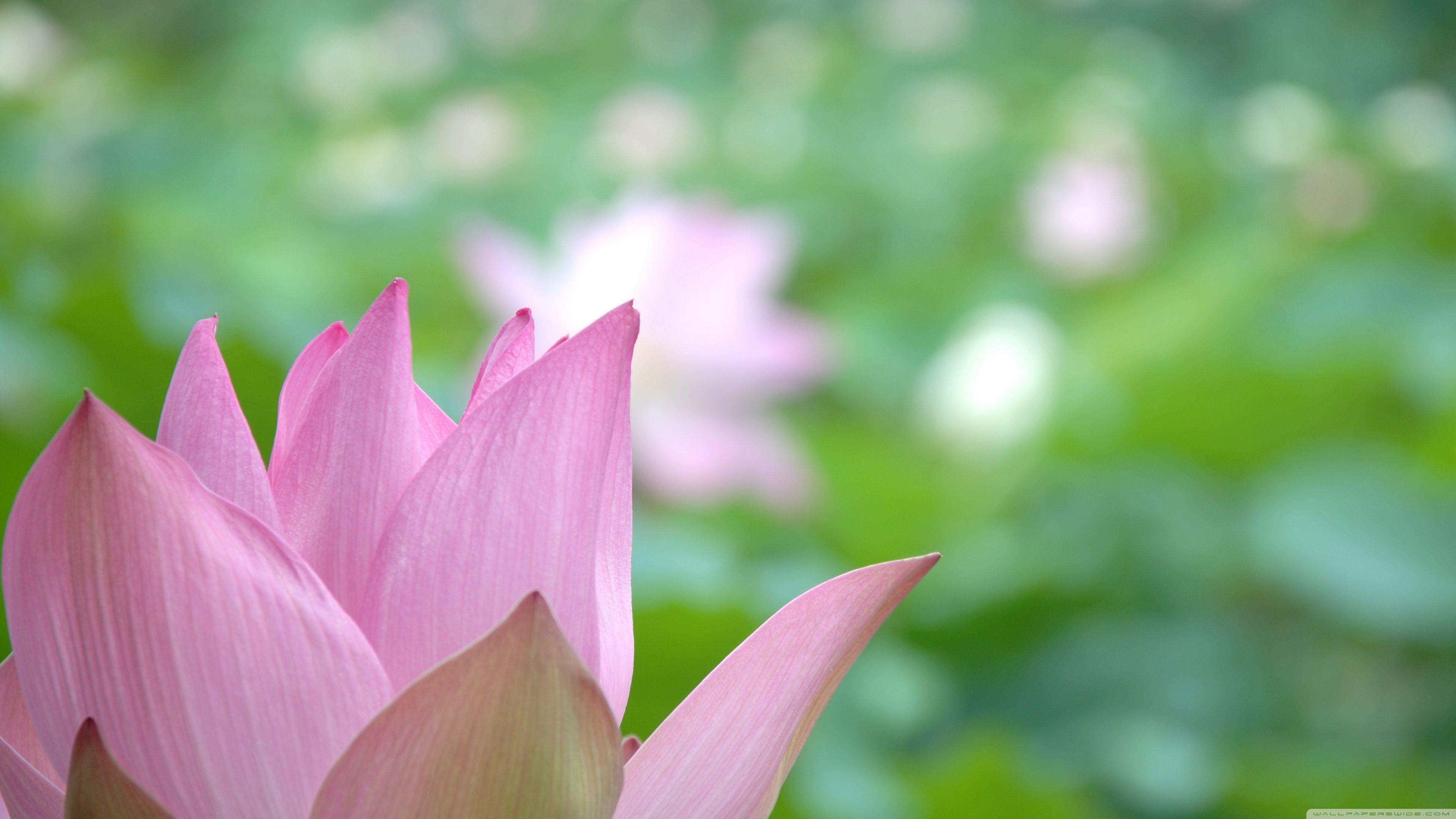3840x2160 Lotus Flower Close Up ❤ 4K HD Desktop Wallpaper For 4K Ultra HD TV