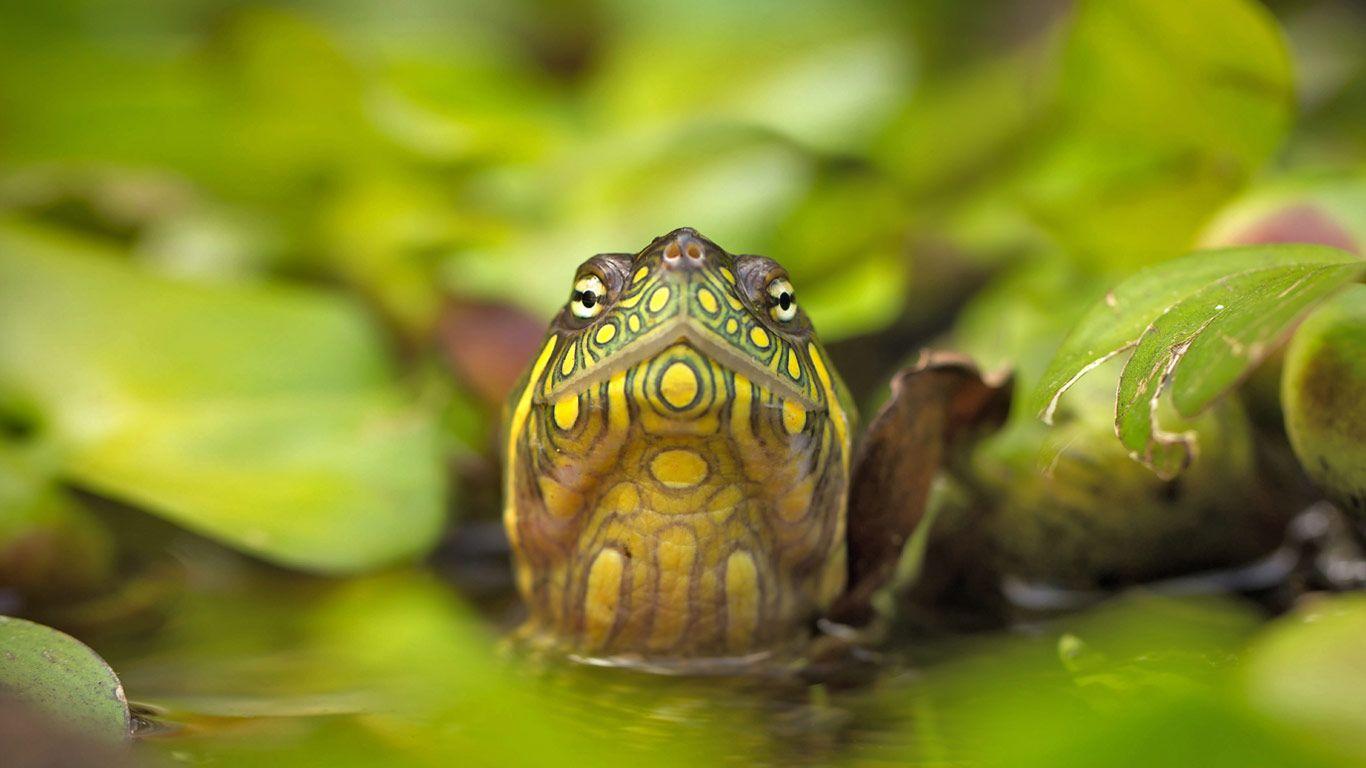 1366x768 Red Eared Slider Turtle Wallpaper