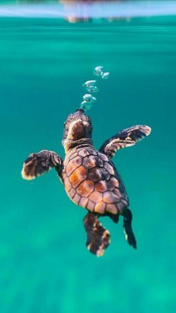 736x1308 baby turtle, #Baby #Turtle turtle, #Baby #Turtle - #amazinganimals #animalbackgroundiphone #animalwal. Baby turtles, Turtle background, Cute baby animals