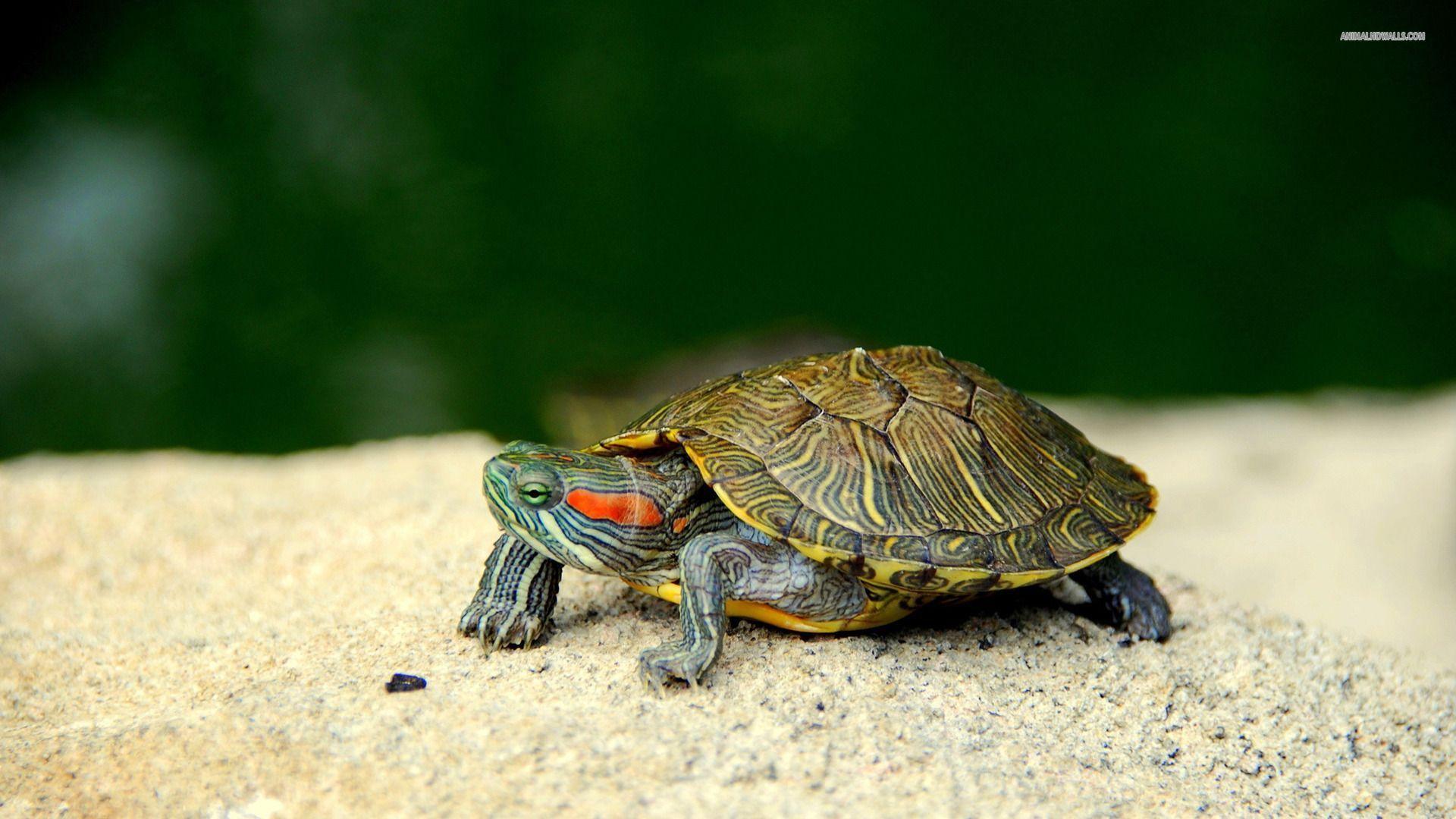 1920x1080 Red Eared Slider Turtle Wallpaper