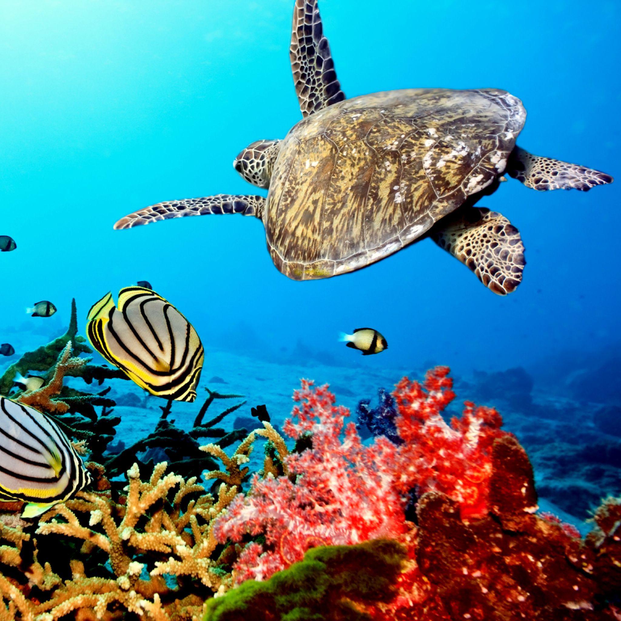 2048x2048 Caribbean Sea Turtle Wallpaper for iPad Air. Sea turtle wallpaper, Underwater animals, Underwater wallpaper
