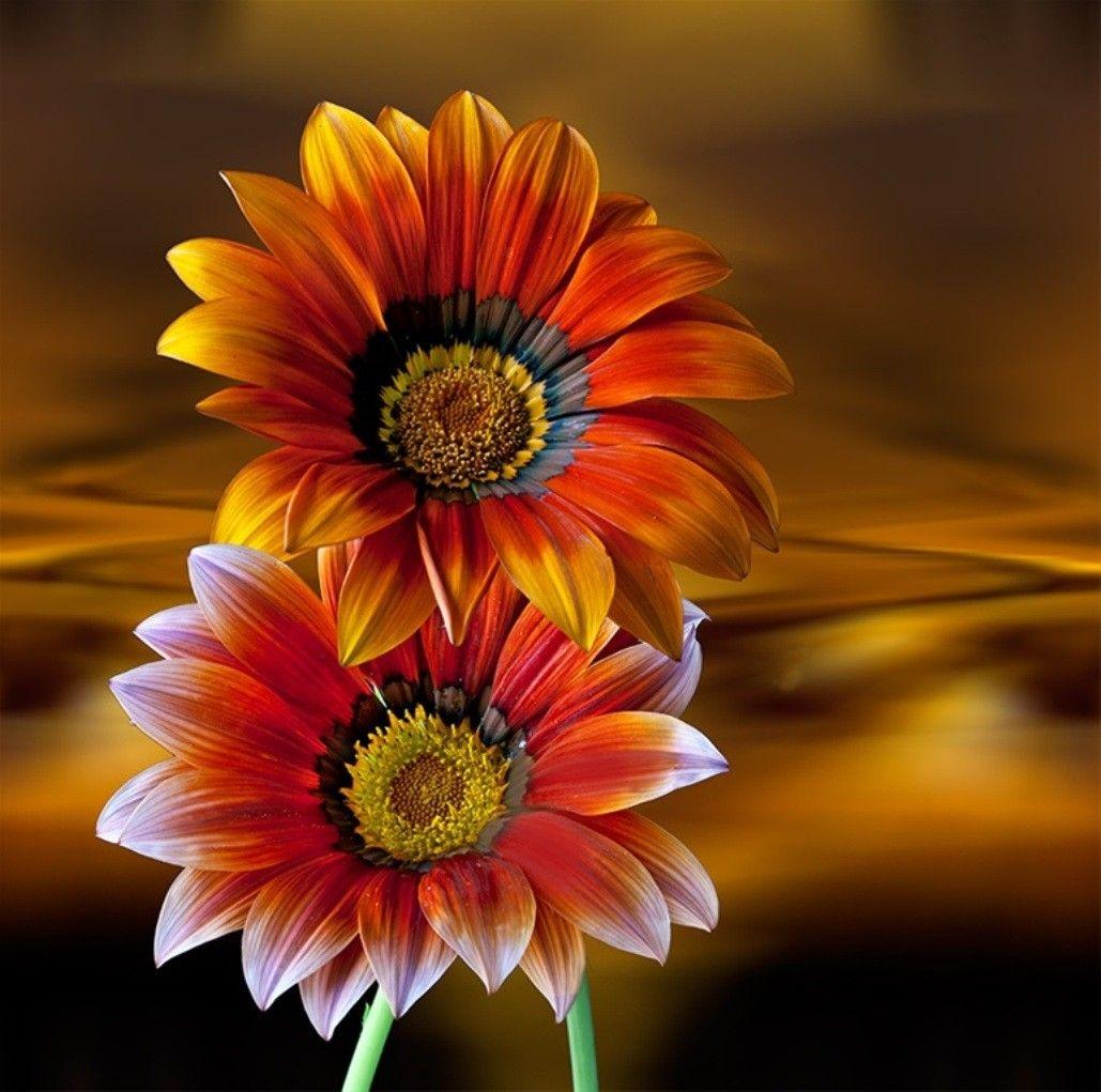 Red Sunflower Wallpapers - Top Free Red Sunflower ...
